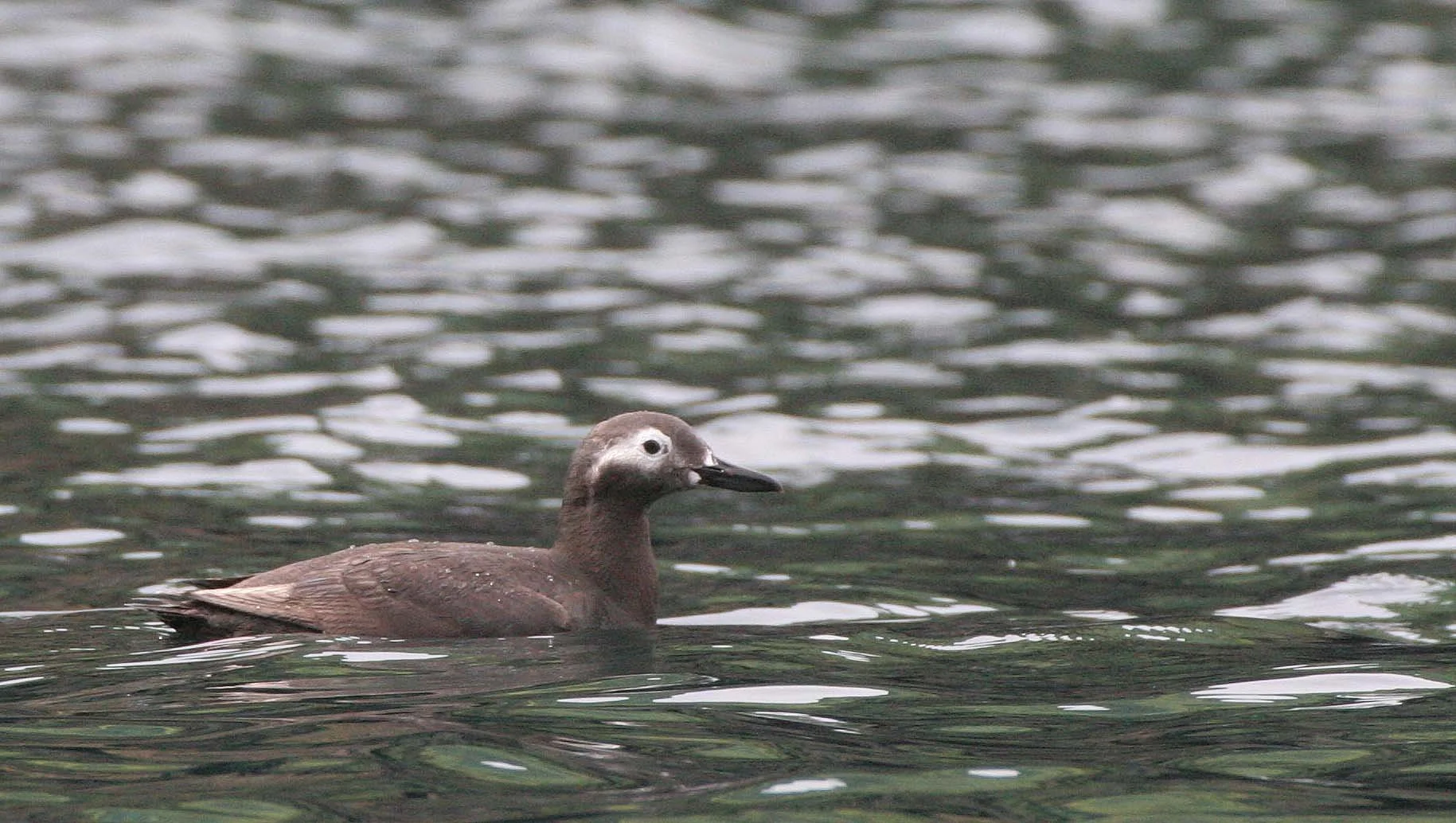 Cepphus carbo - SPECTACLED GUILLEMOT - MONERON ISLAND RUSSIA (28).jpg