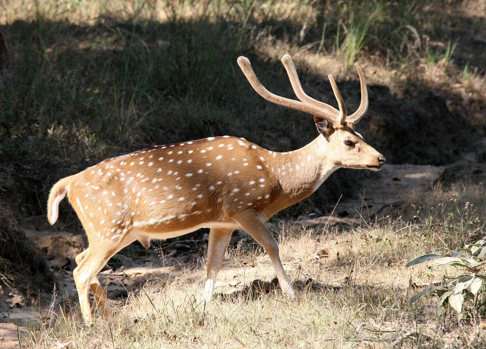 Genus Axis — Coke Smith Wildlife