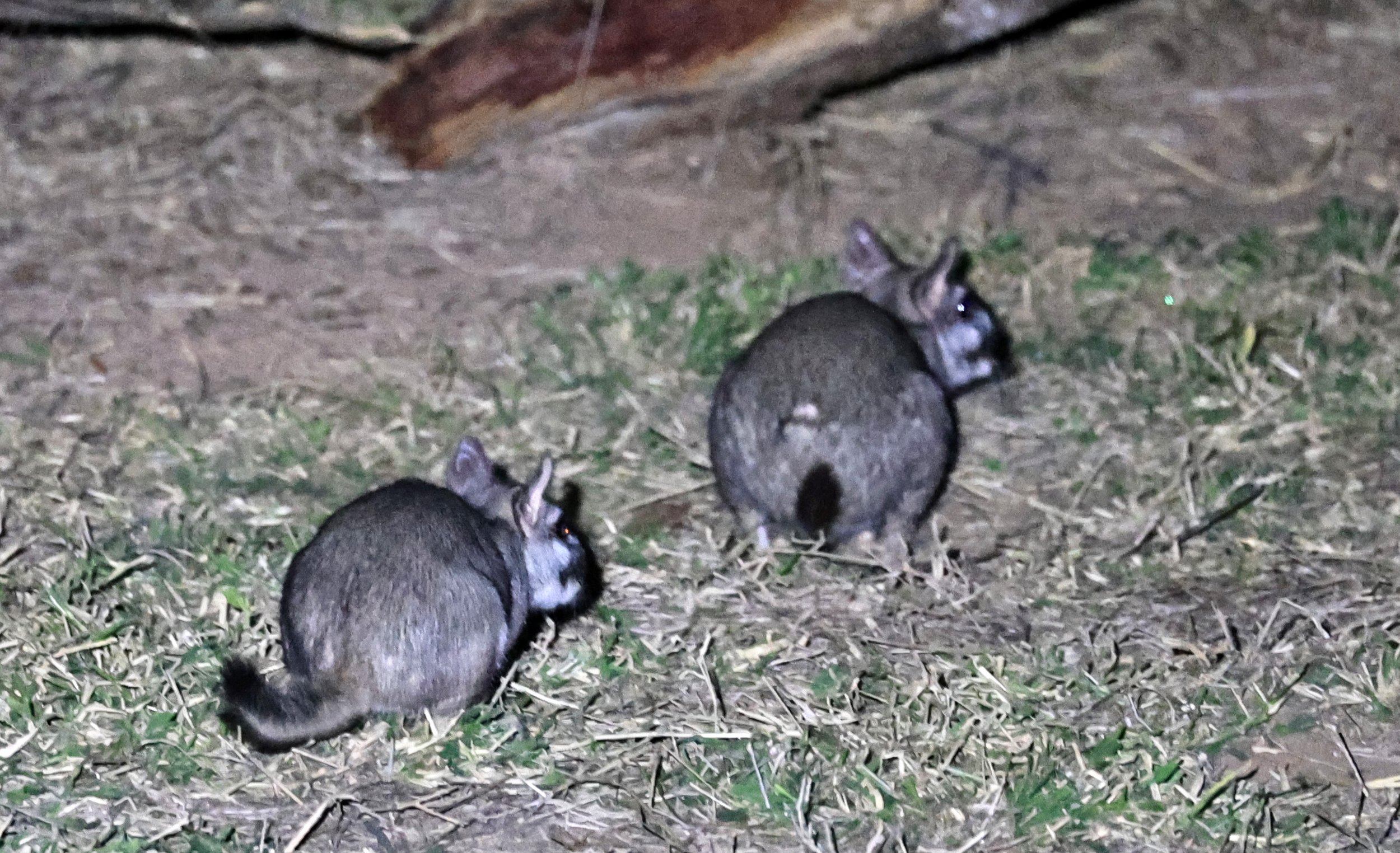 Plains Vizcacha (Lagostomus maximus) Reserva Natural Canada el Carmen, Paraguay  (1).jpg