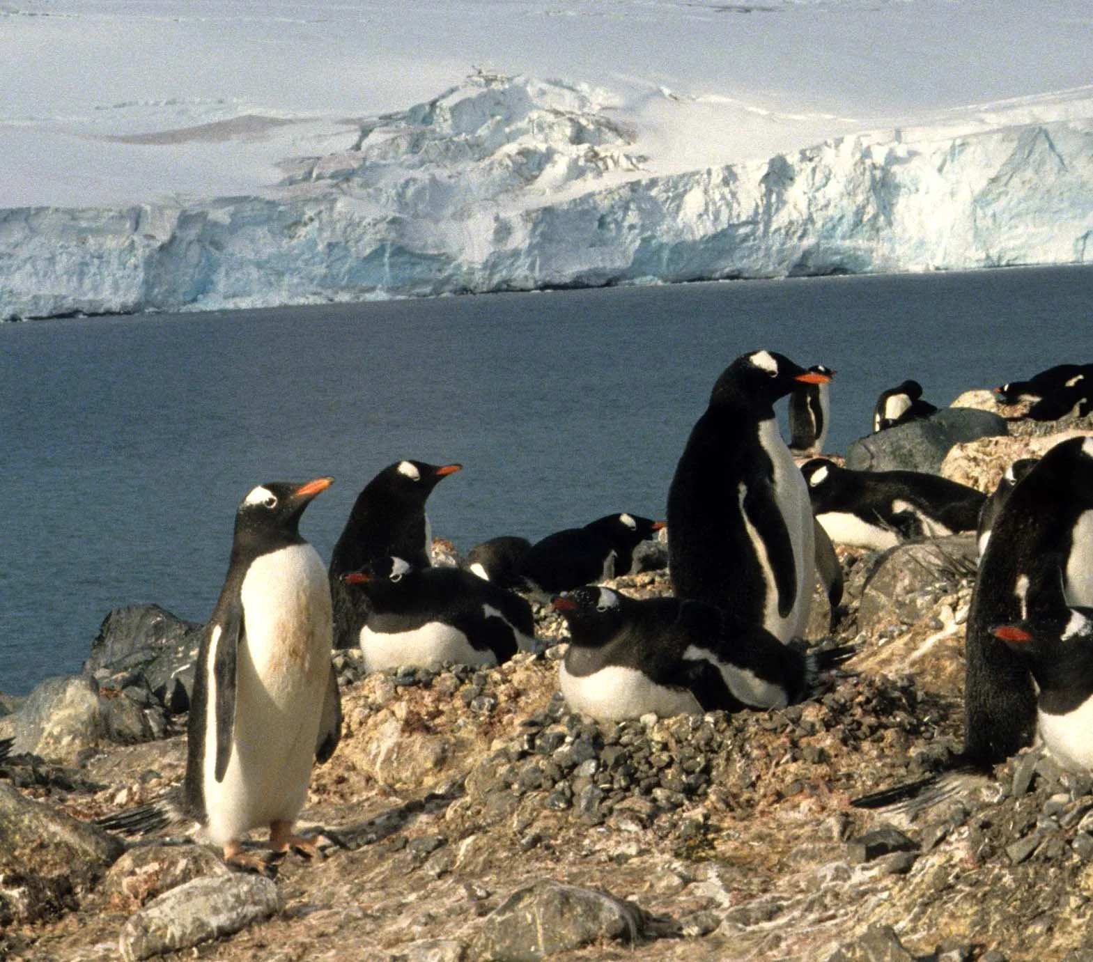 Gentoo Penguin (Pygoscelis papua) Antarctic Peninsula scanned slides 1996 (12).jpg