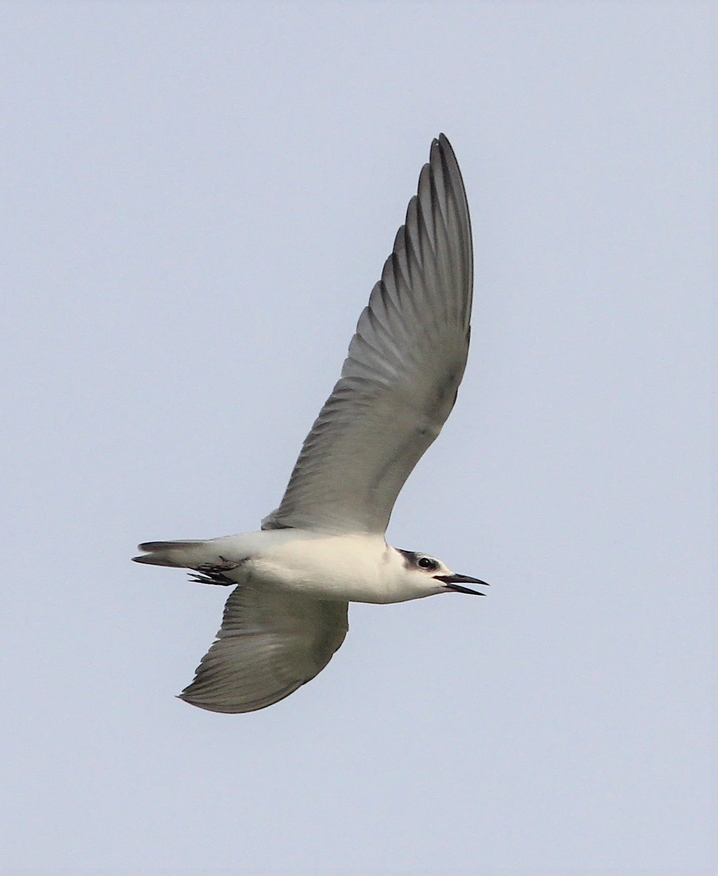 TERN - WHISKERED TERN - Chlidonias hybridus - LAT KRABANG THAP YAO RICEFIELDS SEPT 3 2021 (3).jpg