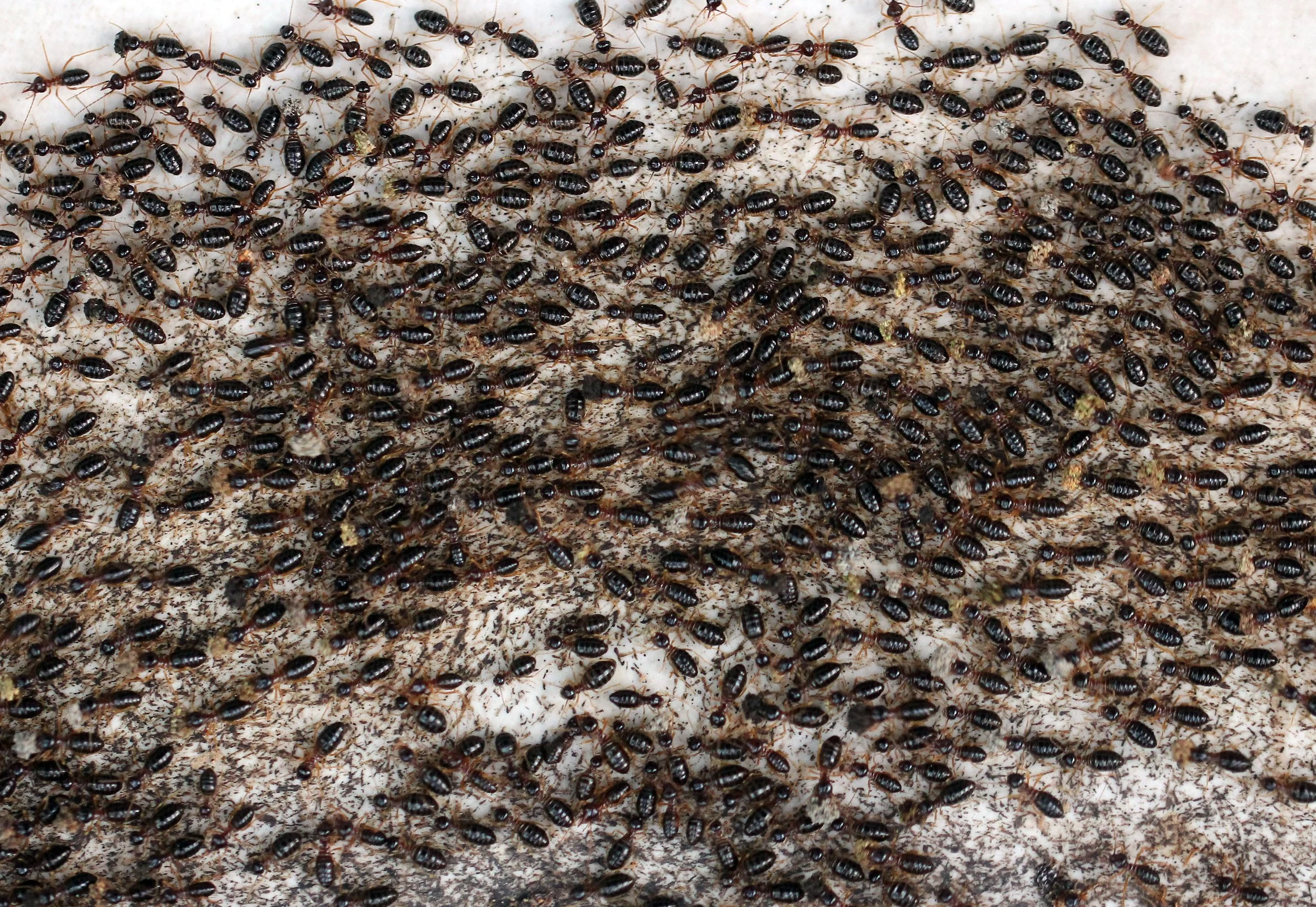 Termites (Macrotermes annandalei)