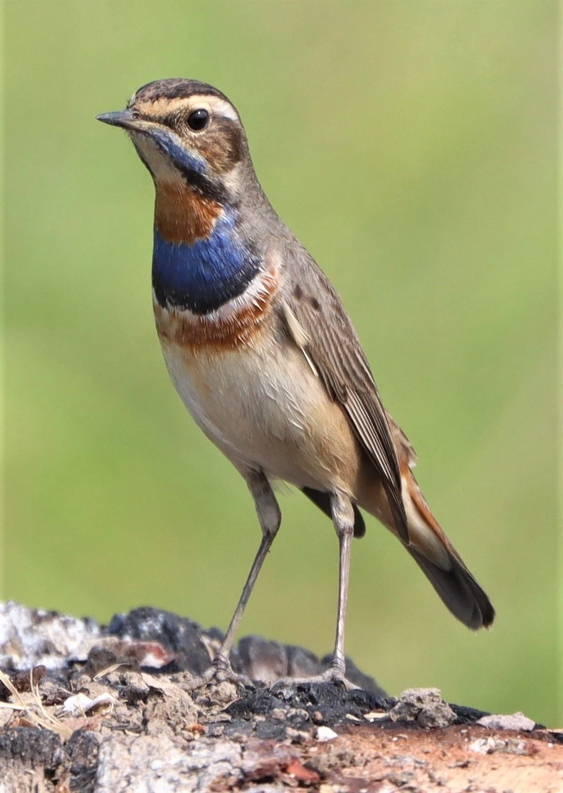 BLUETHROAT - LAT KRABANG WETLANDS NEAR BKK (4).jpg