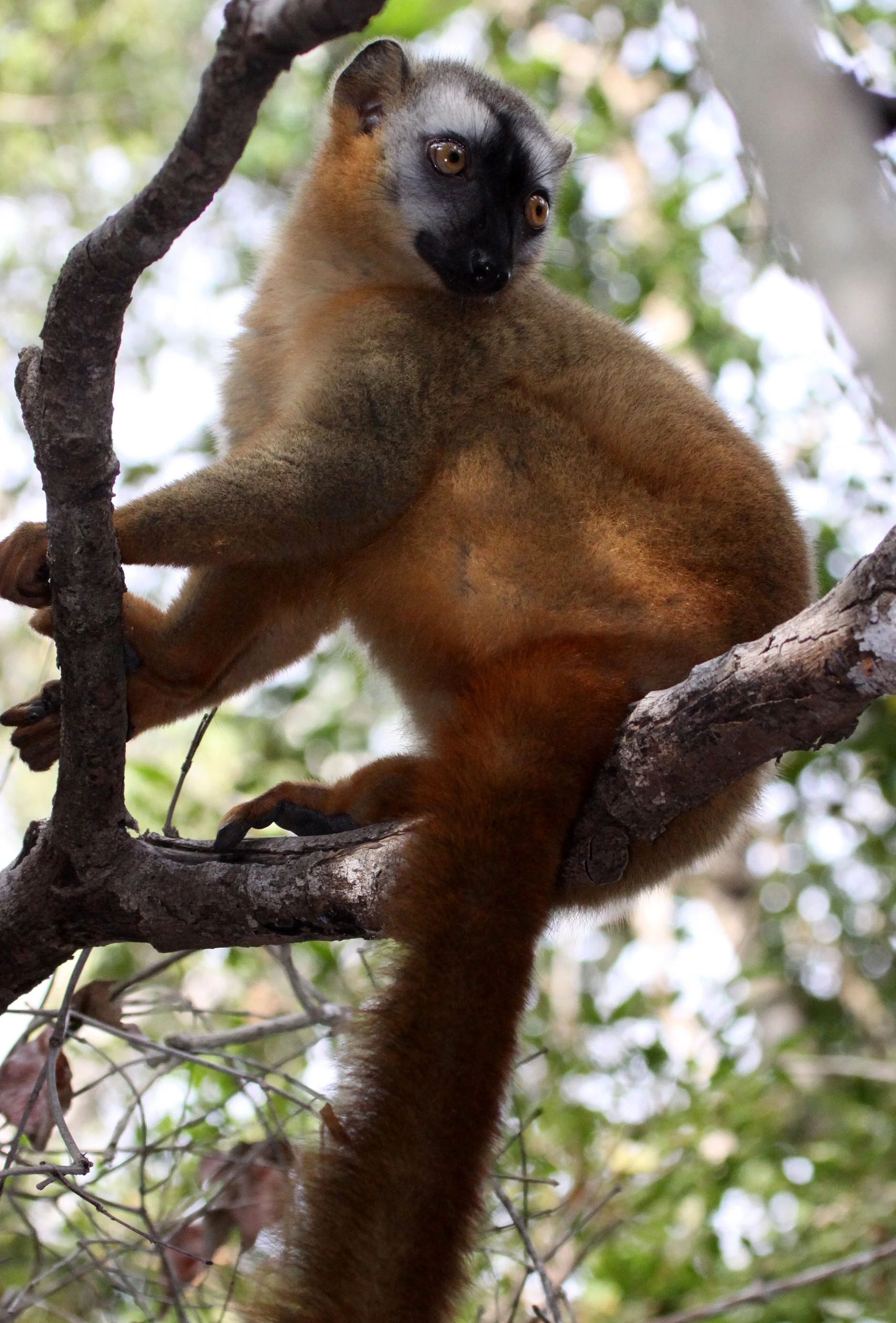 LEMURIDAE - Eulemur rufus -  RUFOUS BROWN LEMUR - KIRINDY NATIONAL PARK MADAGASCAR (14).JPG