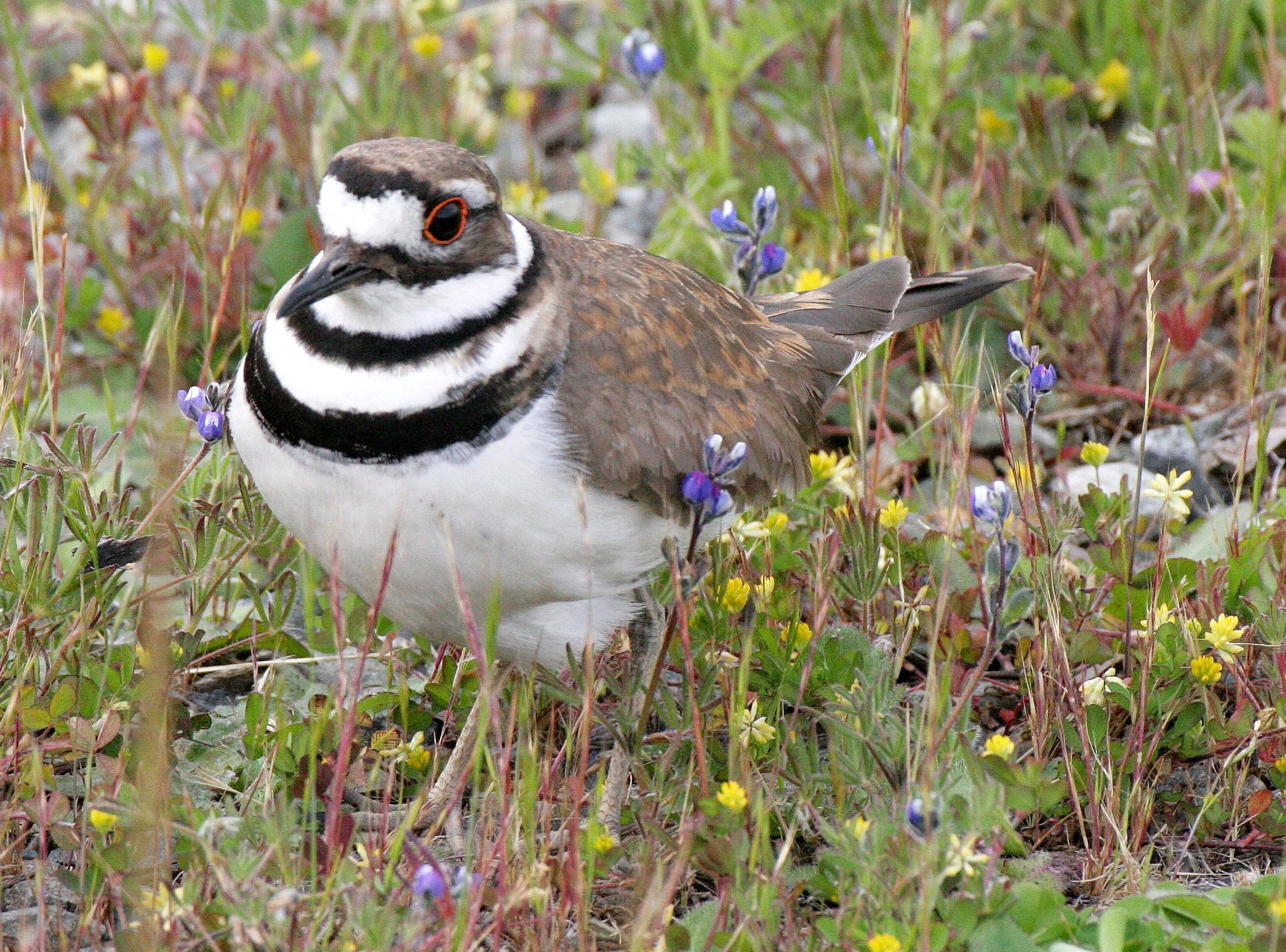 BIRD - KILLDEER - SEQUIM WA (6).JPG