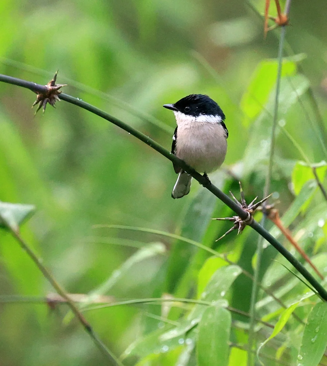 Bar-winged Flycatcher-shrike (Hemipus picatus) Khao Yai National Park Feb 2026 Day 2 (41).jpg