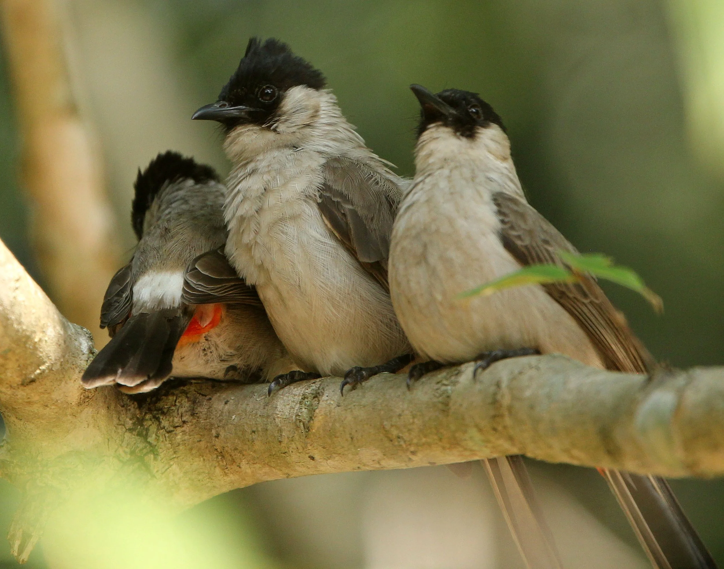 BULBUL - SOOTY-HEADED BULBUL - Pycnonotus aurigaster - HUAI KHA KHAENG NWS THAILAND (28).JPG