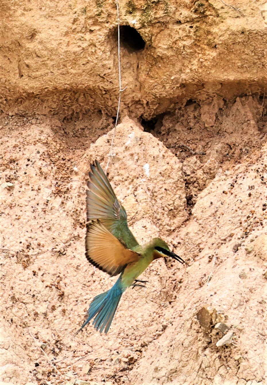 BEE EATER - BLUE-TAILED BEE-EATER - Merops philippinus - PETCHABURI OPEN QUARY AREA ON WAY TO BAAN MAKA JUNE 2022 (35).jpg