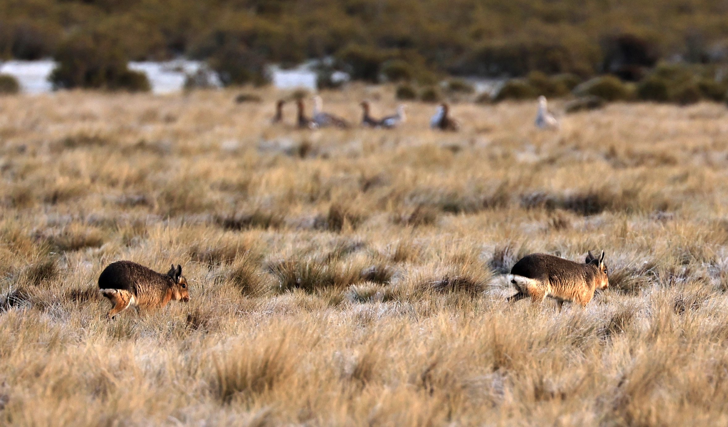 Patagonian Mara (Dolichotis patagonum) Valdes Peninsula, Chubut Province, Argentina Day 2 (78).jpg