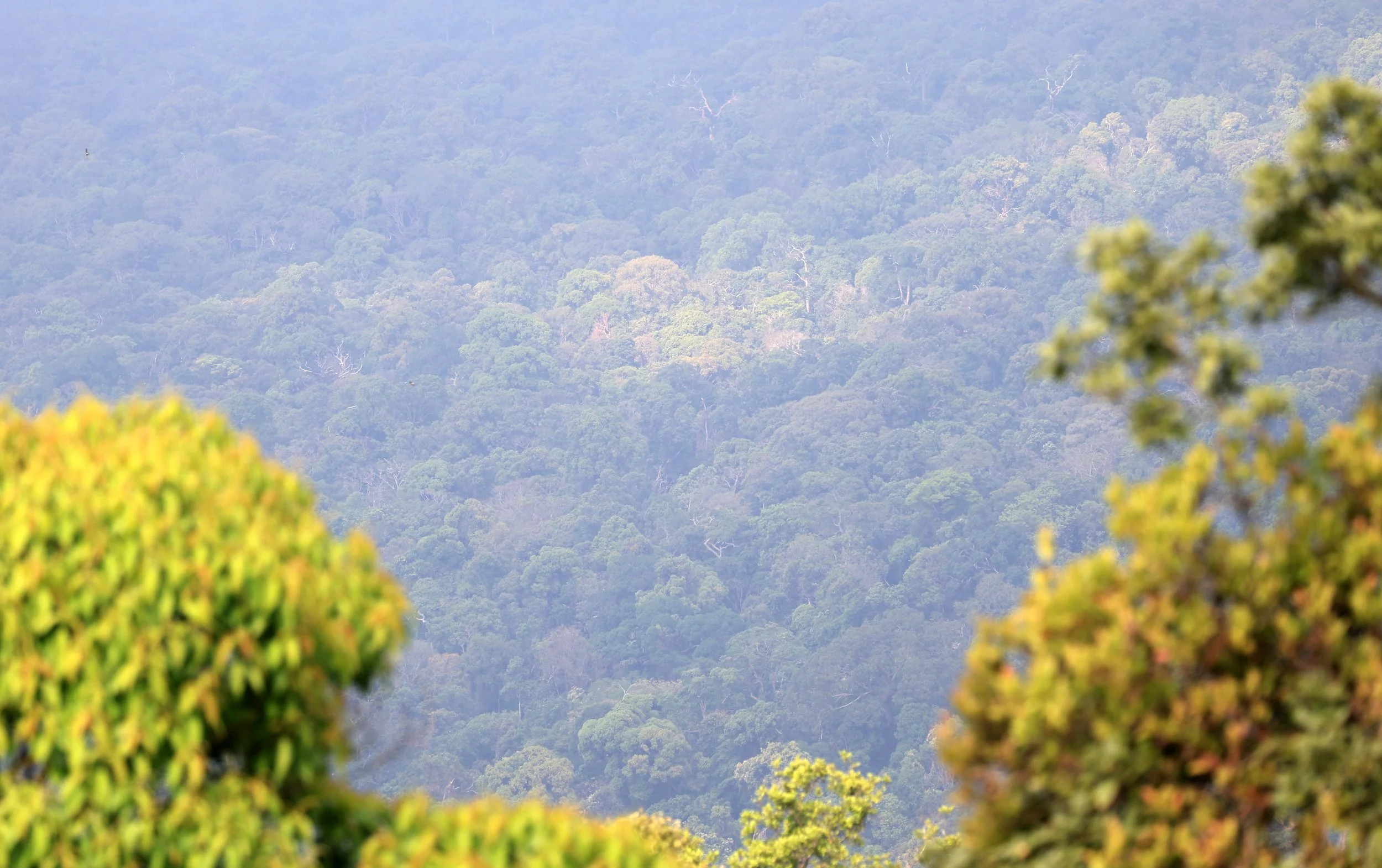 View of the Dry Evergreen Forest from Khao Kiew.