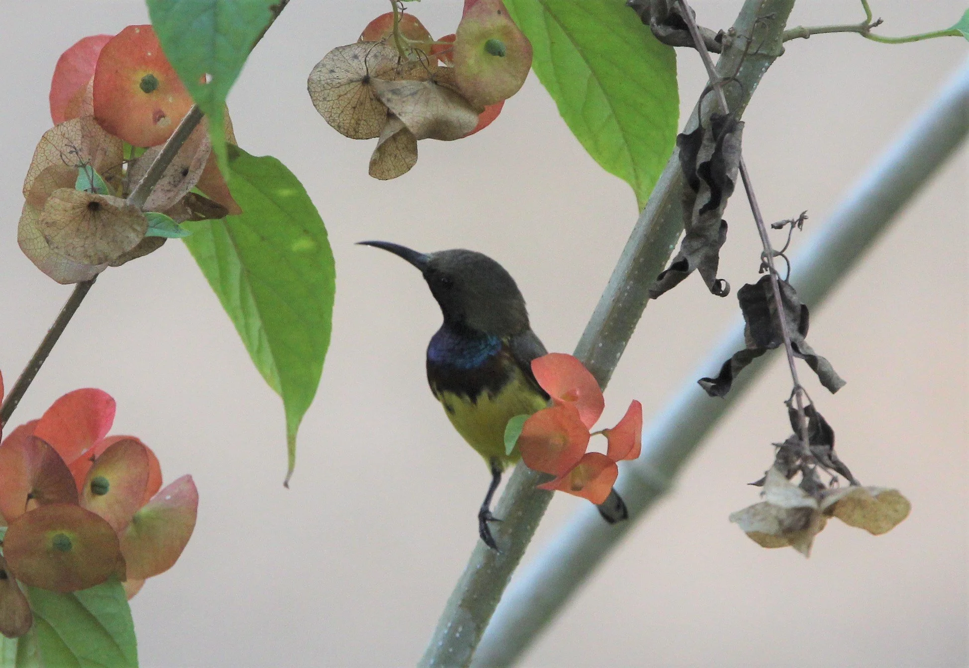 SUNBIRD - OLIVE-BACKED SUNBIRD - Nectarinia jugularis - KAENG KRACHAN NP THAILAND (11).jpg