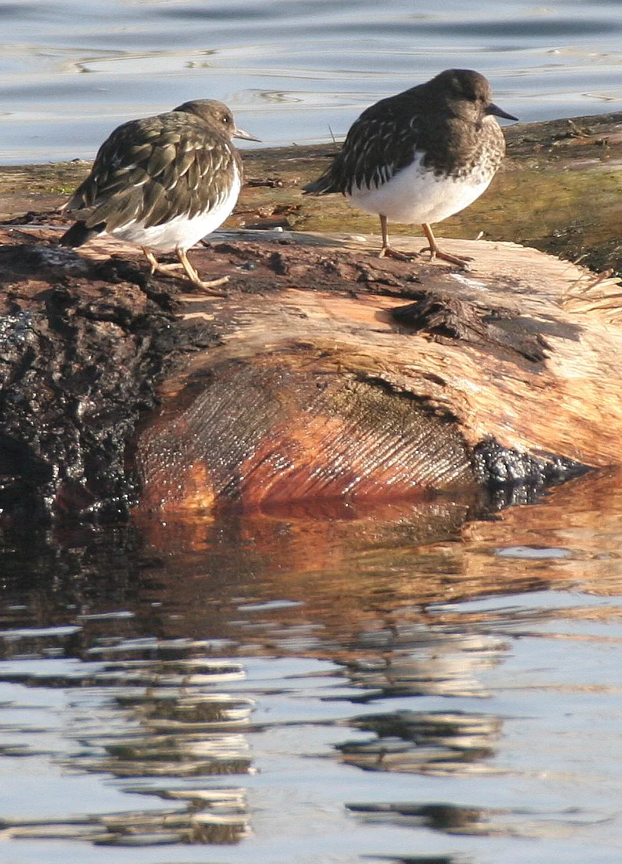 BIRD - TURNSTONE - BLACK TURNSTONE - PA HARBOR (21).jpg