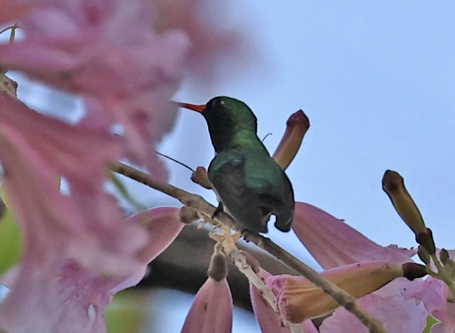 Glittering-bellied Emerald (Chlorostilbon lucidus) Estancia Campo'í Paraguay (80).jpg