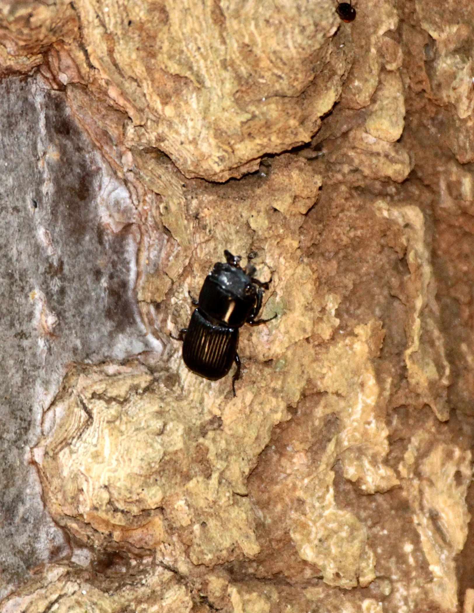 Passalidae species - Ankarana NP, Northern Madagascar