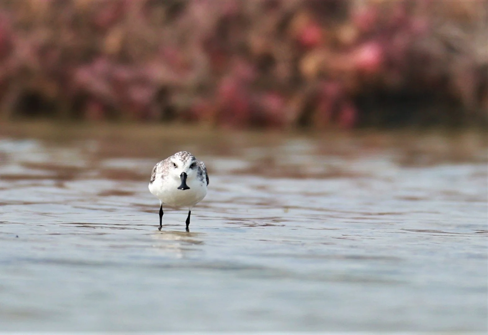SANDPIPER - SPOON-BILLED SANDPIPER - Calidris pygmeus - Khok Kham Salt Ponds, Samut Sakhon (30).jpg