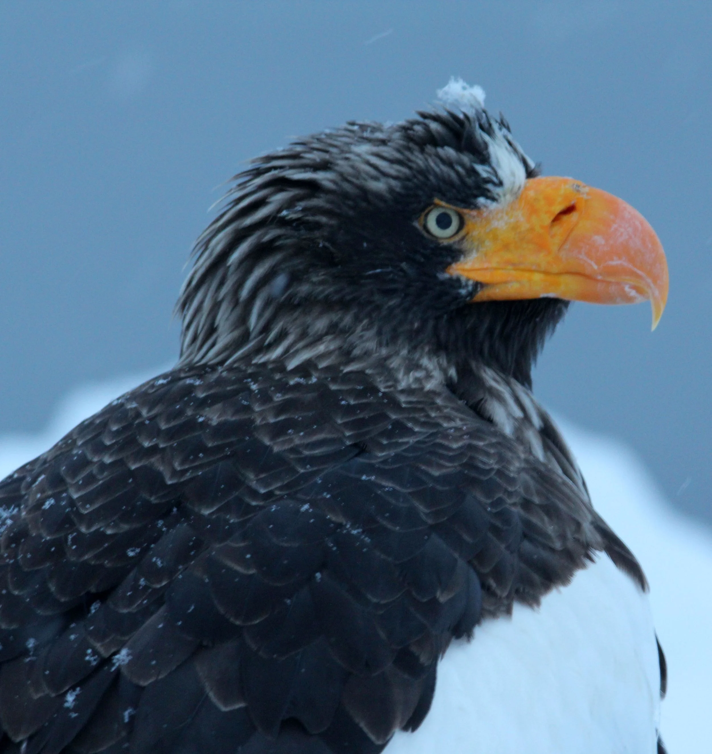 Haliaeetus pelagicus - STELLER'S SEA EAGLE - RAUSU, SHIRETOKO PENINSULA, HOKKAIDO JAPAN (221).JPG
