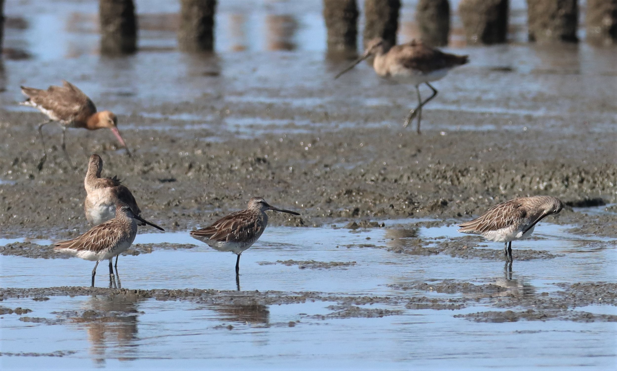 DOWITCHER - ASIAN DOWITCHER - Limnodromus semipalmatus - Mangrove Forest Research Center Samut Sakhon (76).jpg