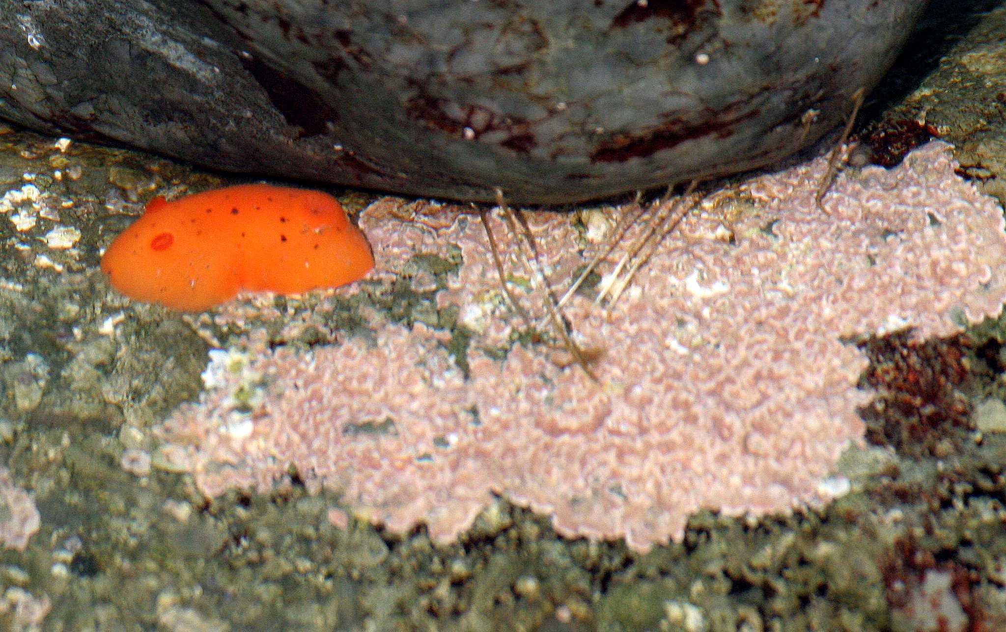 INVERTS - INTERTIDAL - MOLLUSCA - NUDIBRANCH - TONGUE POINT WASHINGTON (3).JPG