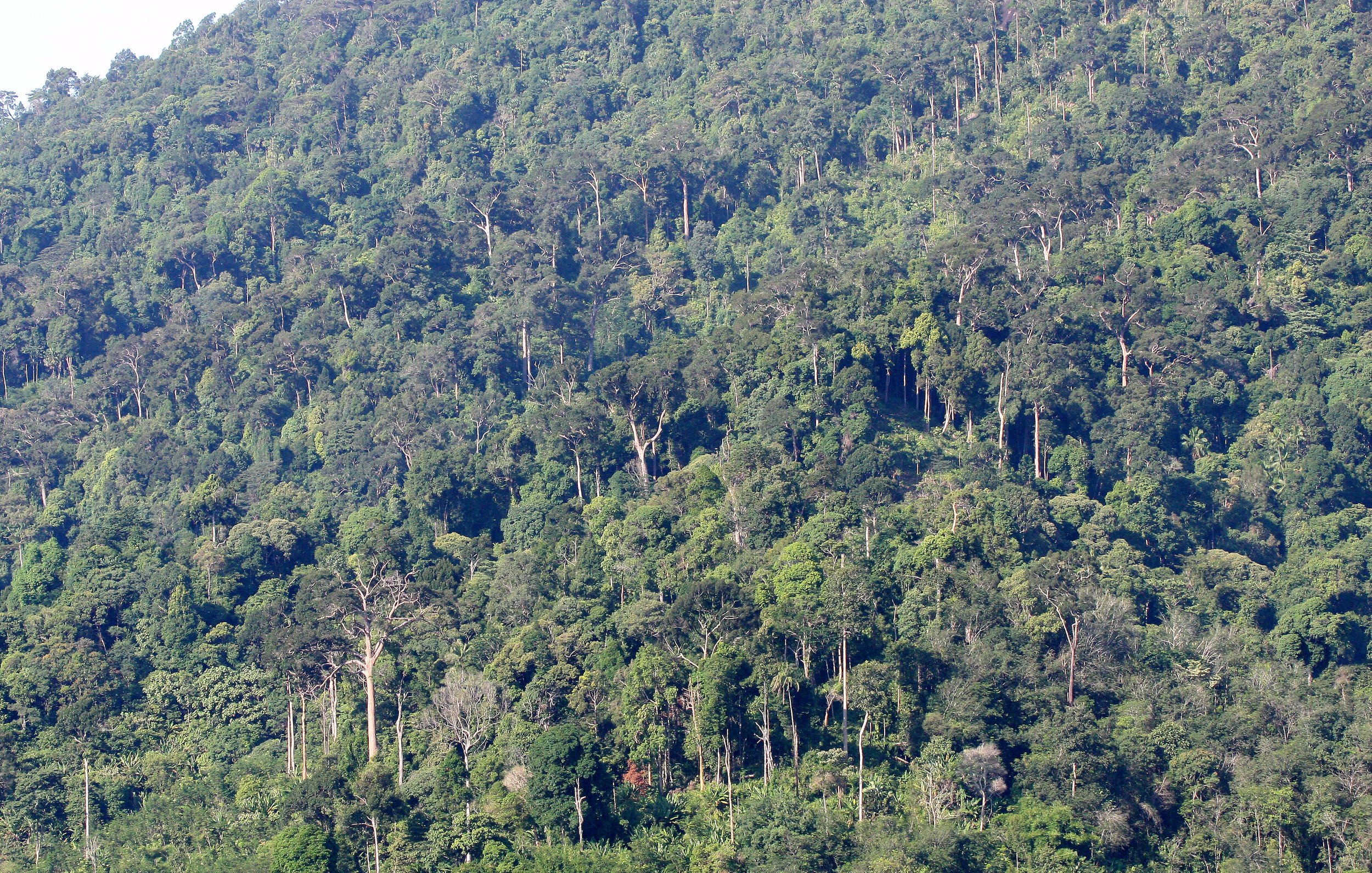 2008 Khao Luang NP Krung Chin Waterfalls Area (7).JPG