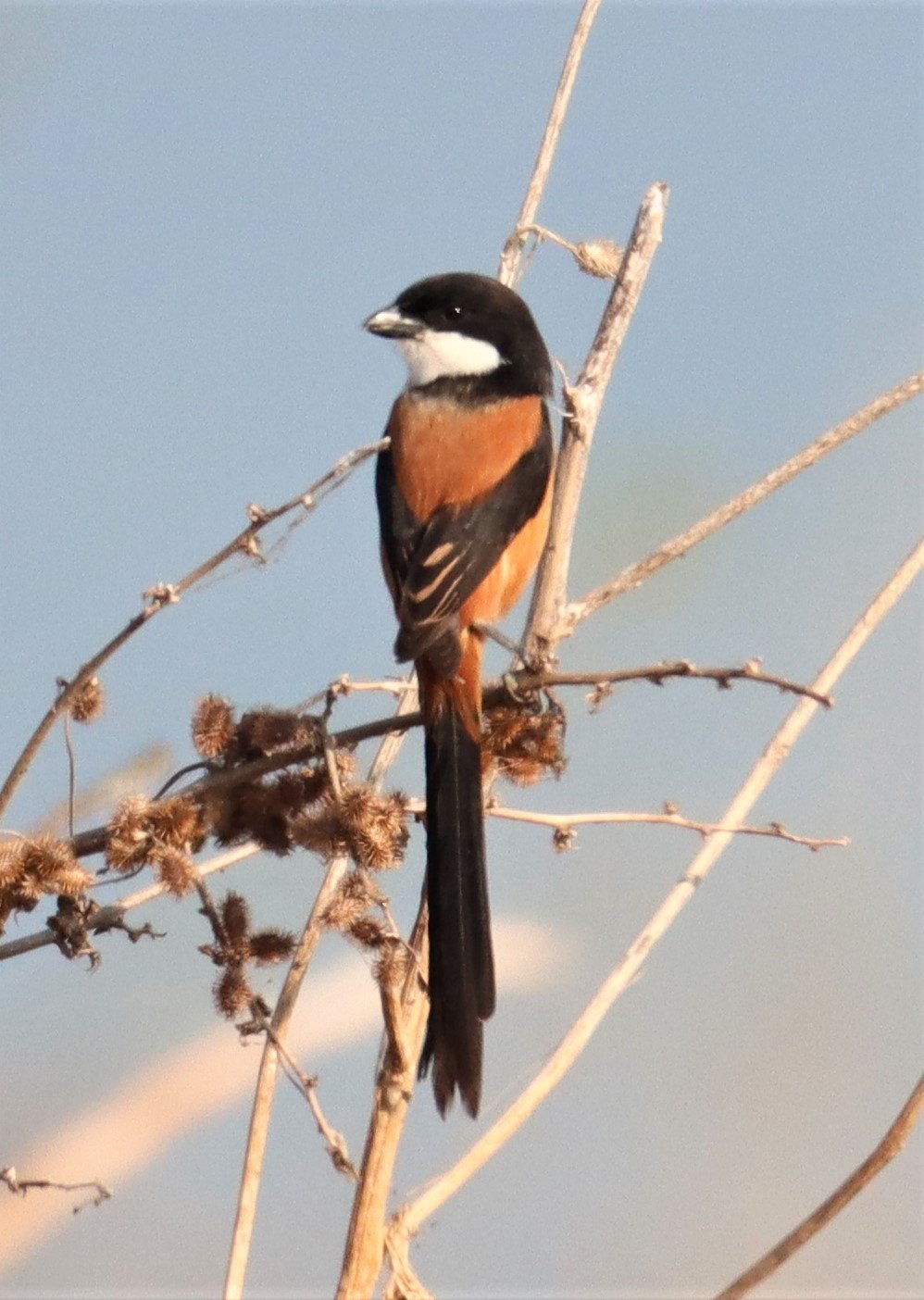 Long-tailed Shrike (Lanius schach) Lumtakong Lake Pak Chong (7).jpg