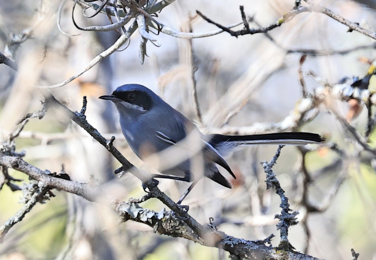 Masked Gnatcatcher (Polioptila dumicola) Reserva Natural Canada el Carmen, Paraguay  (4).jpg