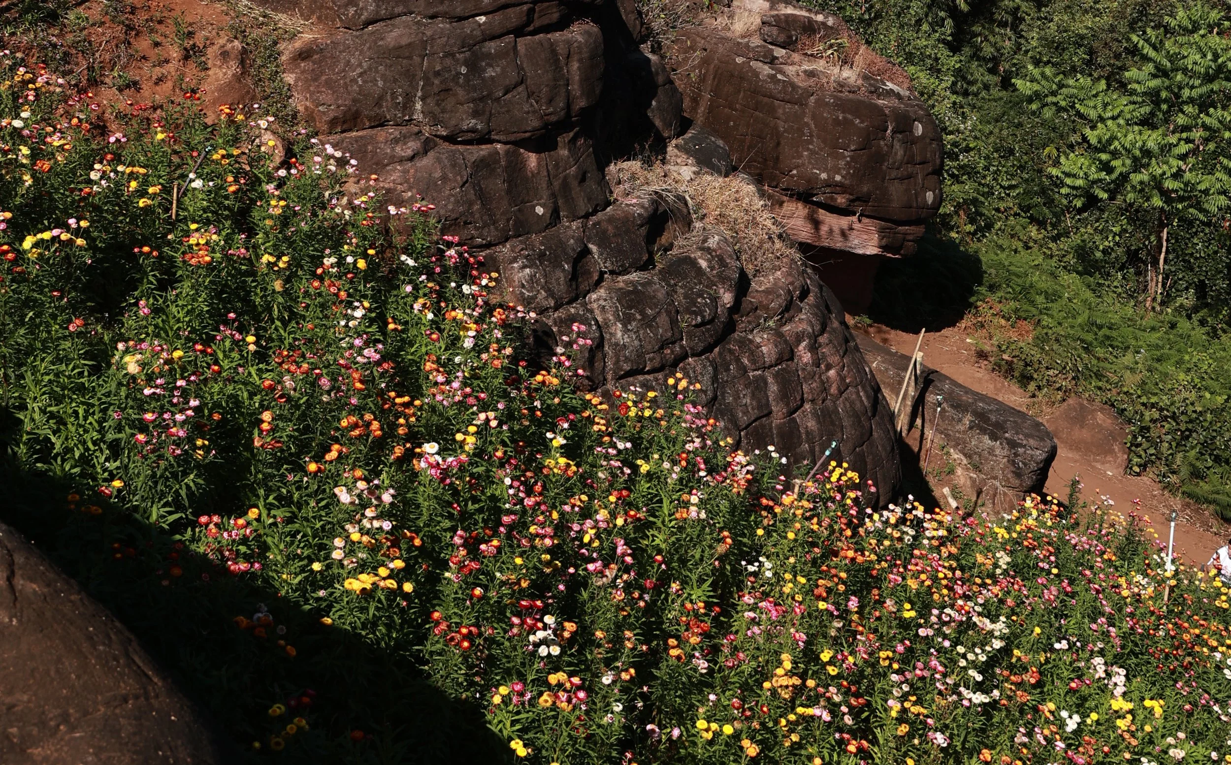 Phu Hin Rong Kla National Park Loei Province (7).jpg