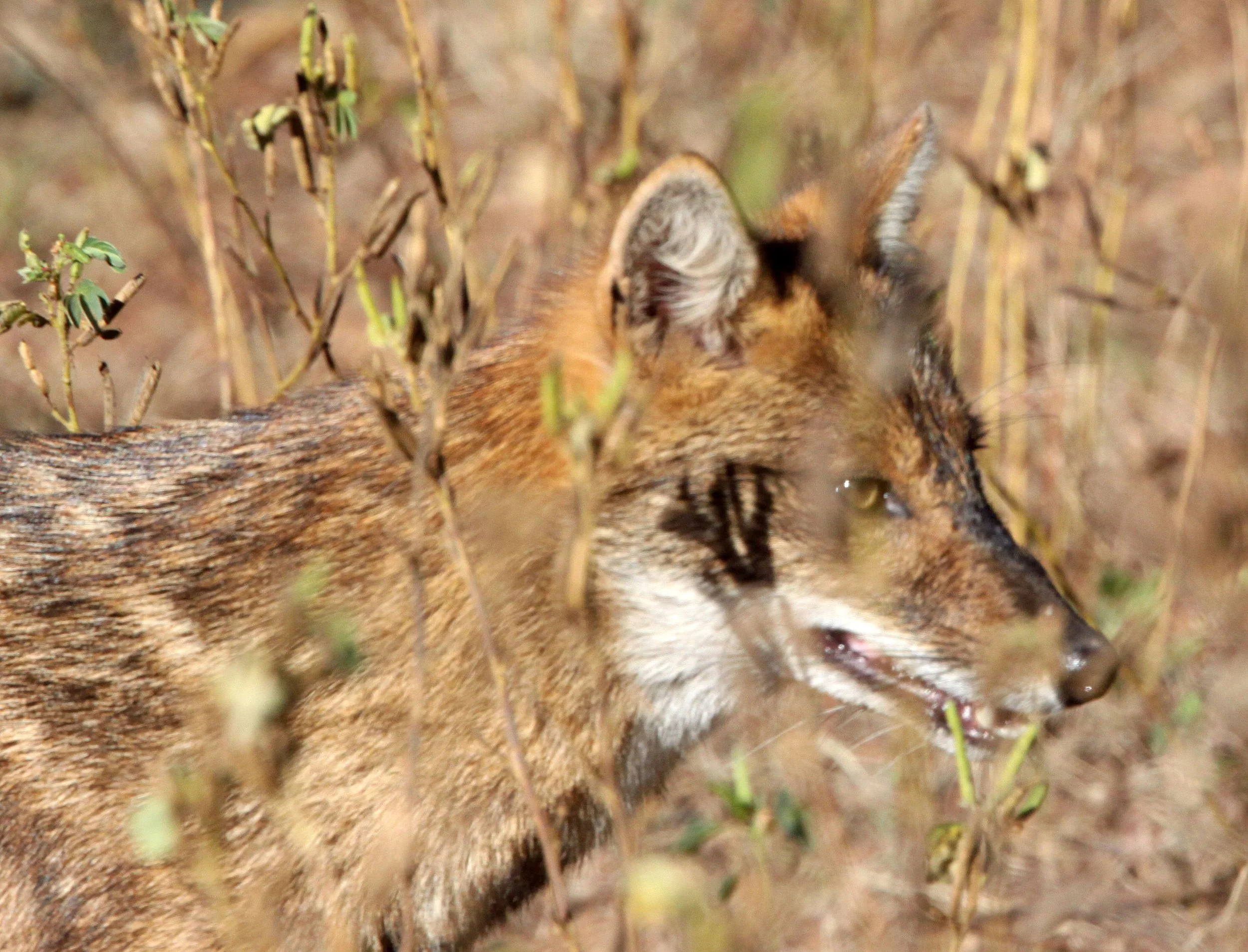 JACKAL - Canis aureus aureus - PERSIAN (GOLDEN) JACKAL - GIR FOREST GUJARAT INDIA (3).JPG