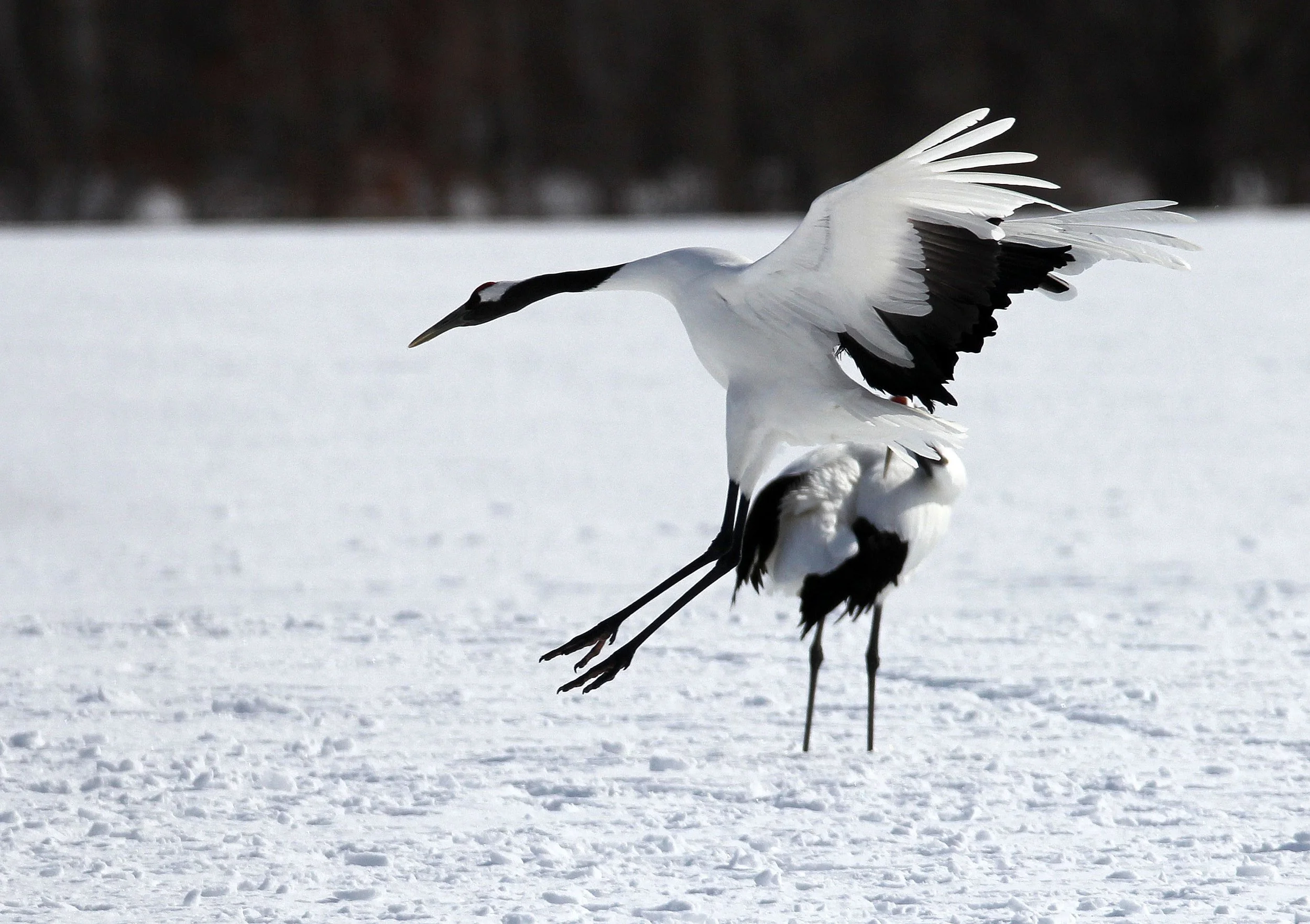 BIRD - CRANE - JAPANESE RED-CROWN CRANE - TSURUI CRANE CENTER - HOKKAIDO JAPAN (92).JPG