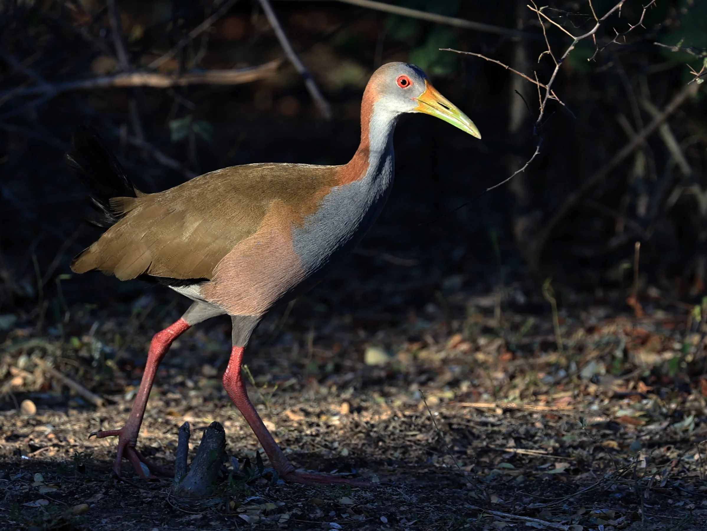 Gray-cowled Wood-Rail (Aramides cajaneus) Reserva Natural Canada el Carmen, Paraguay  (16).jpg