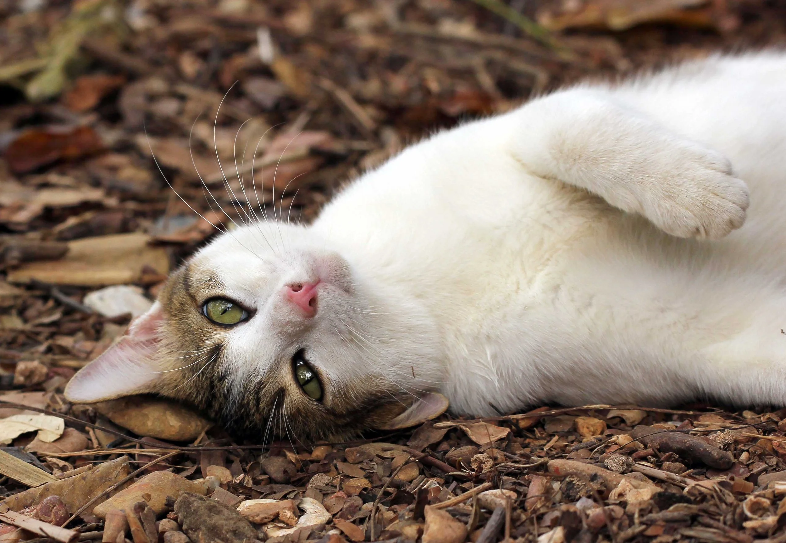 2015 Koh Lanta Songkran with friends from ISB (403).JPG