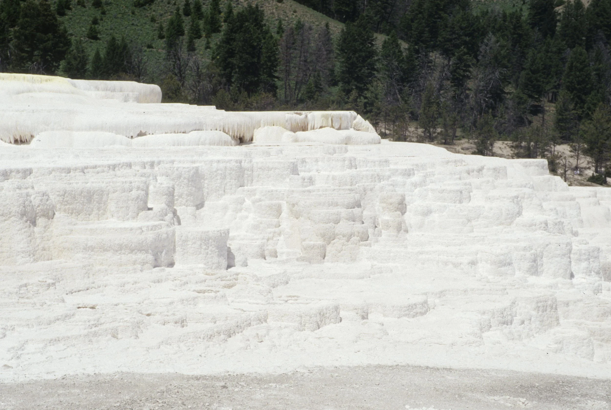 YELLOWSTONE - MAMMOTH HOTSPRINGS P.jpg
