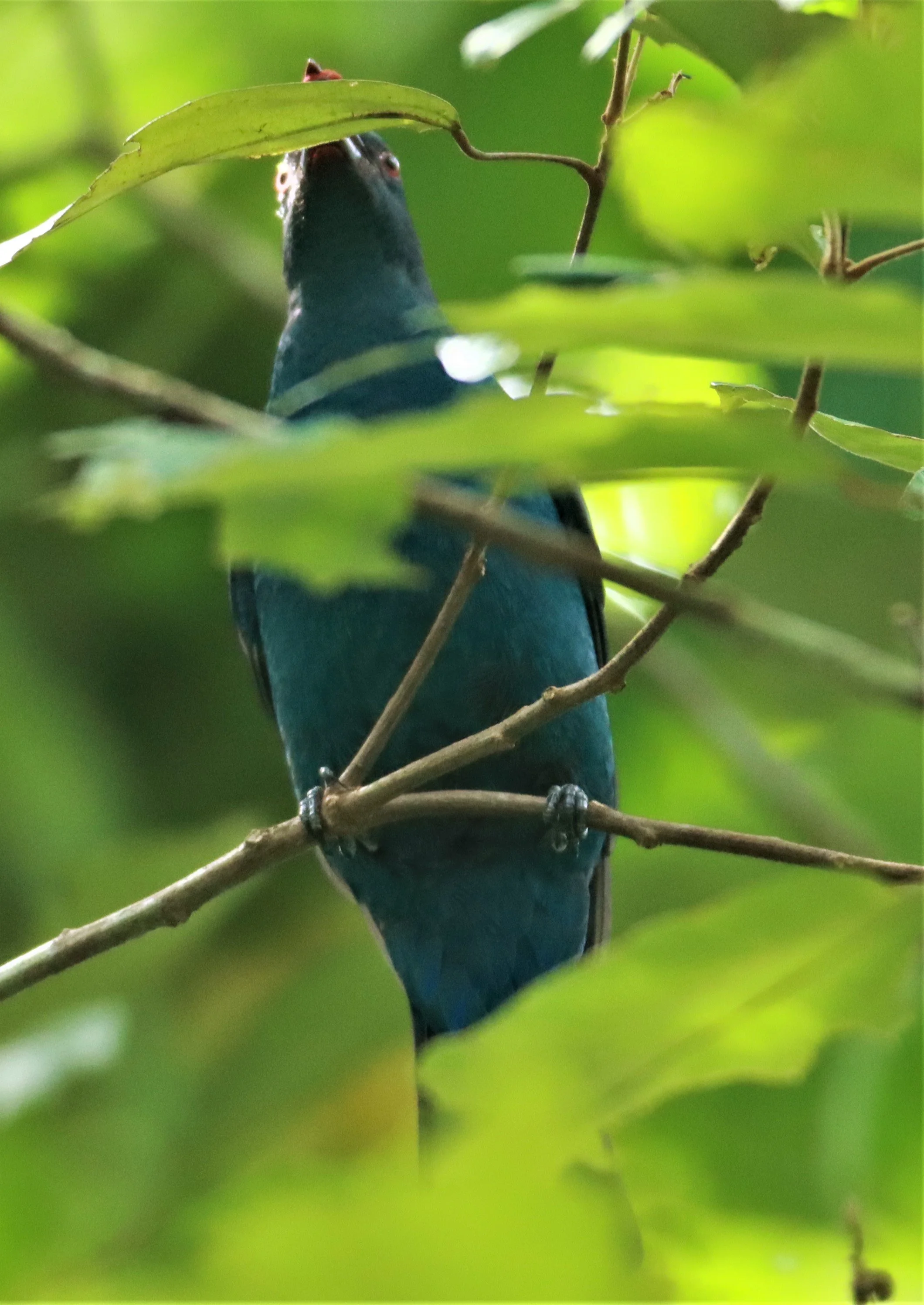 ASIAN FAIRY BLUEBIRD -  Irena puella - Sa Nang Manora Forest Park PHANG NGA PROVINCE (3).jpg