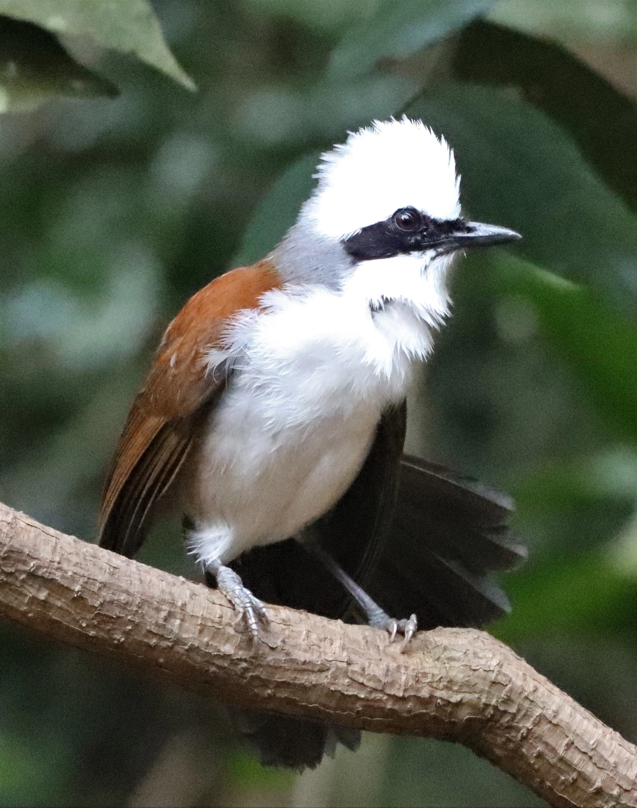 LAUGHINGTHRUSH - WHITE-CRESTED LAUGHINGTHRUSH - Garrulax leucolophus - KAENG KRACHAN THAILAND NEUNG HIDE (10).jpg