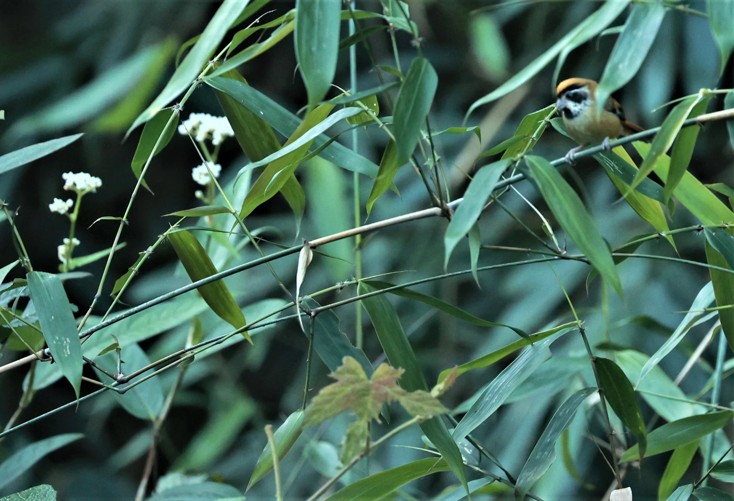 PARROTBILL - BLACK-THROATED PARROTBILL - Suthora nipalensis - Phu Luang Wildlife Reserve Loei Province (8).jpg