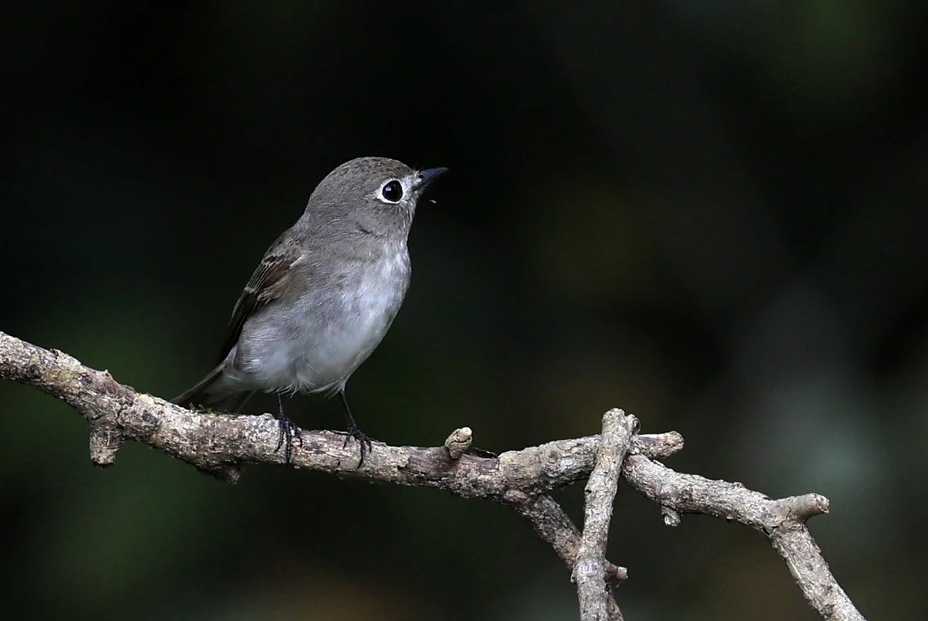 Asian Brown Flycatcher (Muscicapa dauurica) Kaeng Krachan National Park ESS Expedition 2026 (12).jpg