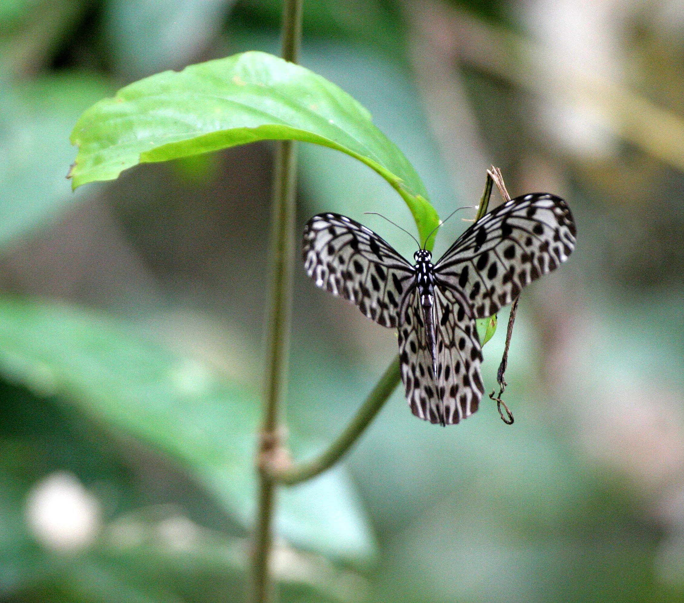 Paplionidae - Tree Nymph (Idea stolli) Thailand