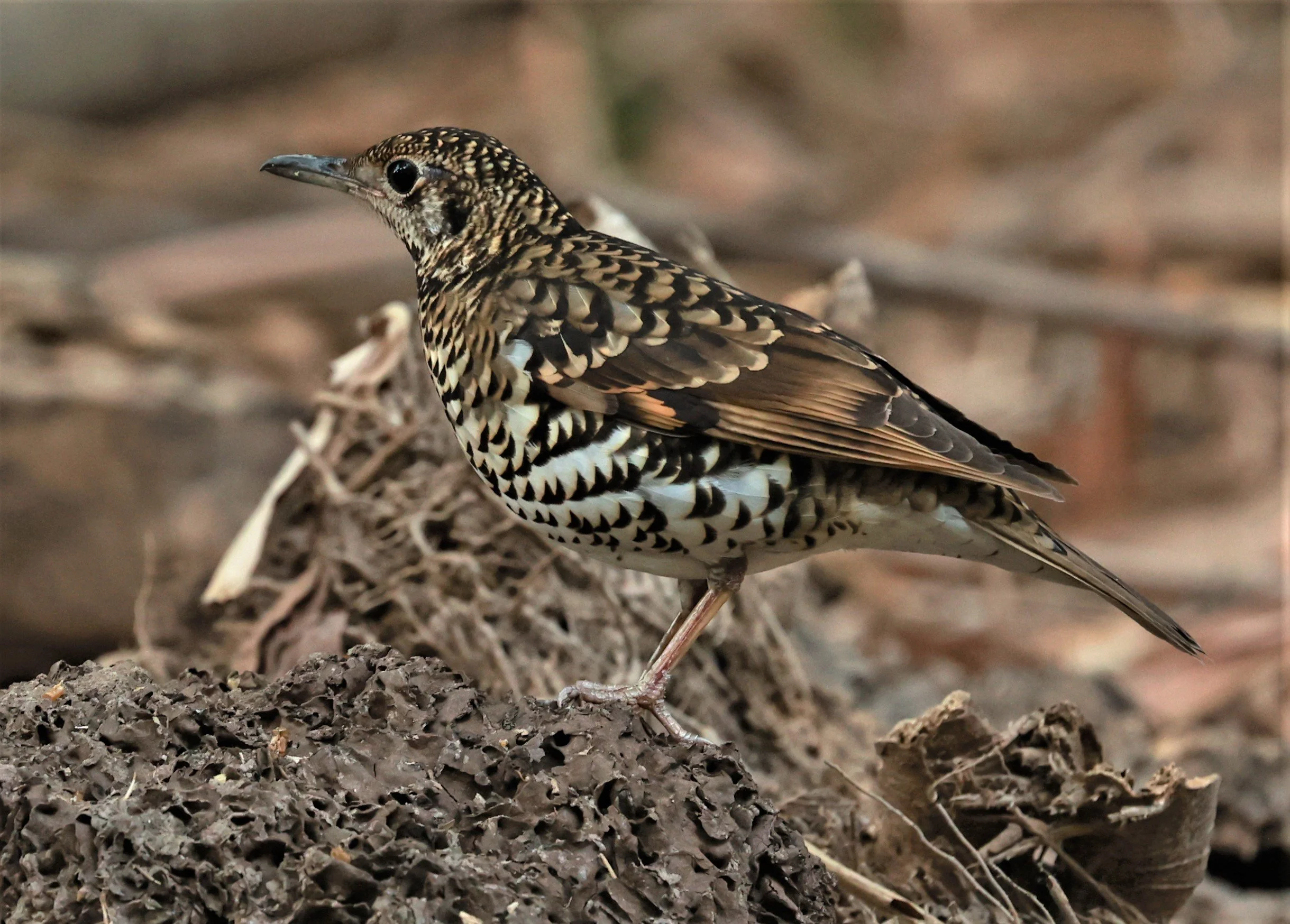 White's Thrush (Zoothera aurea) Putthamonthon Park Nakhon Pathom Thailand (121).jpg