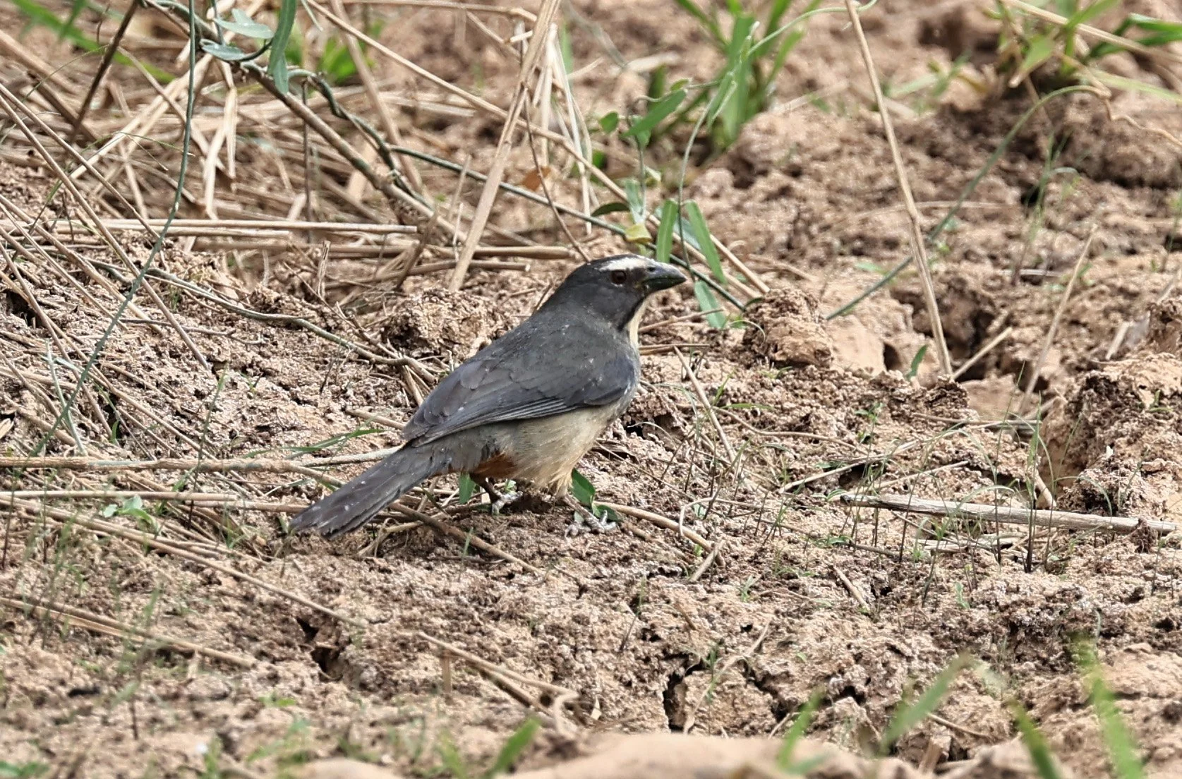 Green-winged Saltator (Saltator similis) Agua Dulce Paraguay (1).jpg