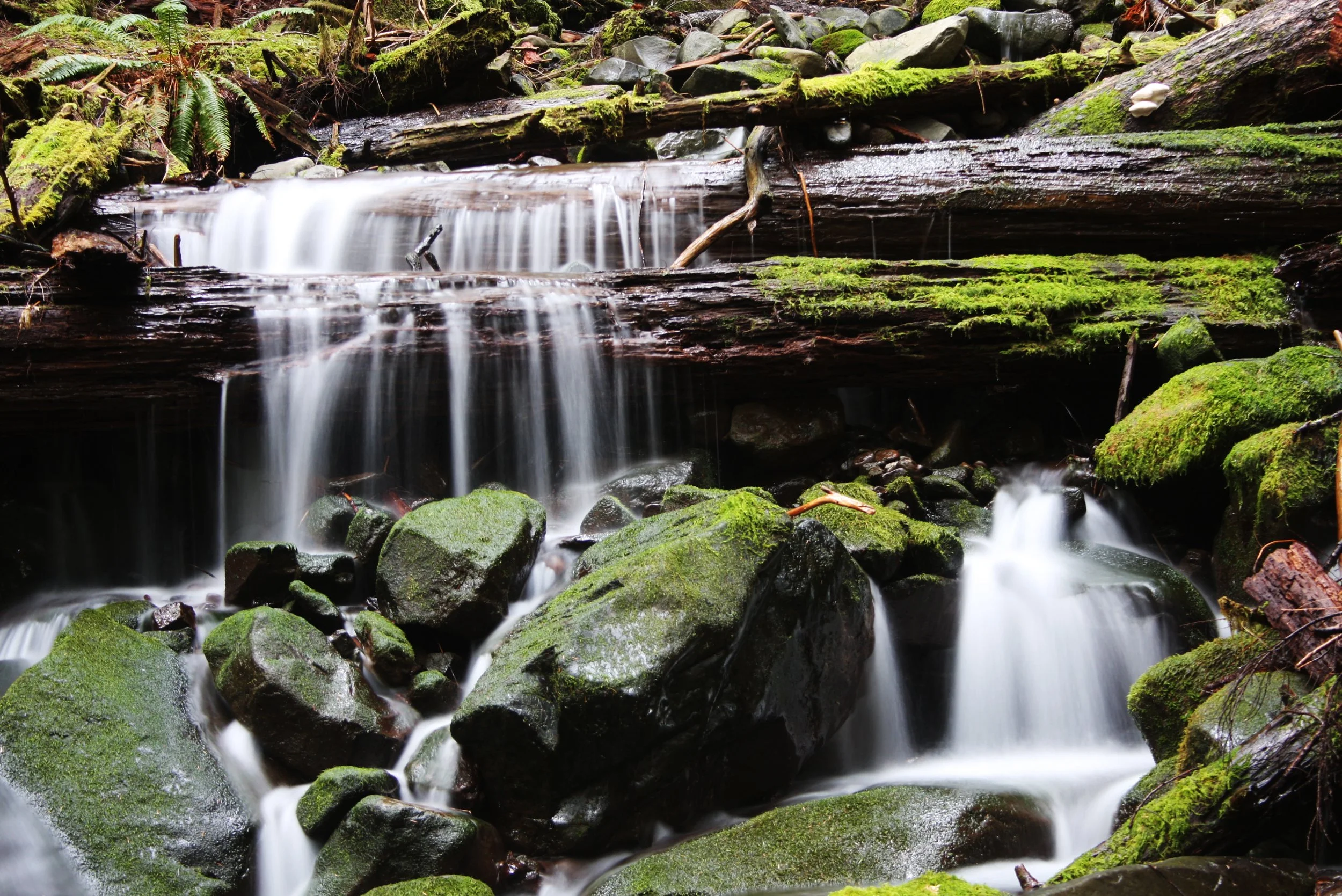SOL DUC FALLS AND FOREST - ONP WA (99).JPG