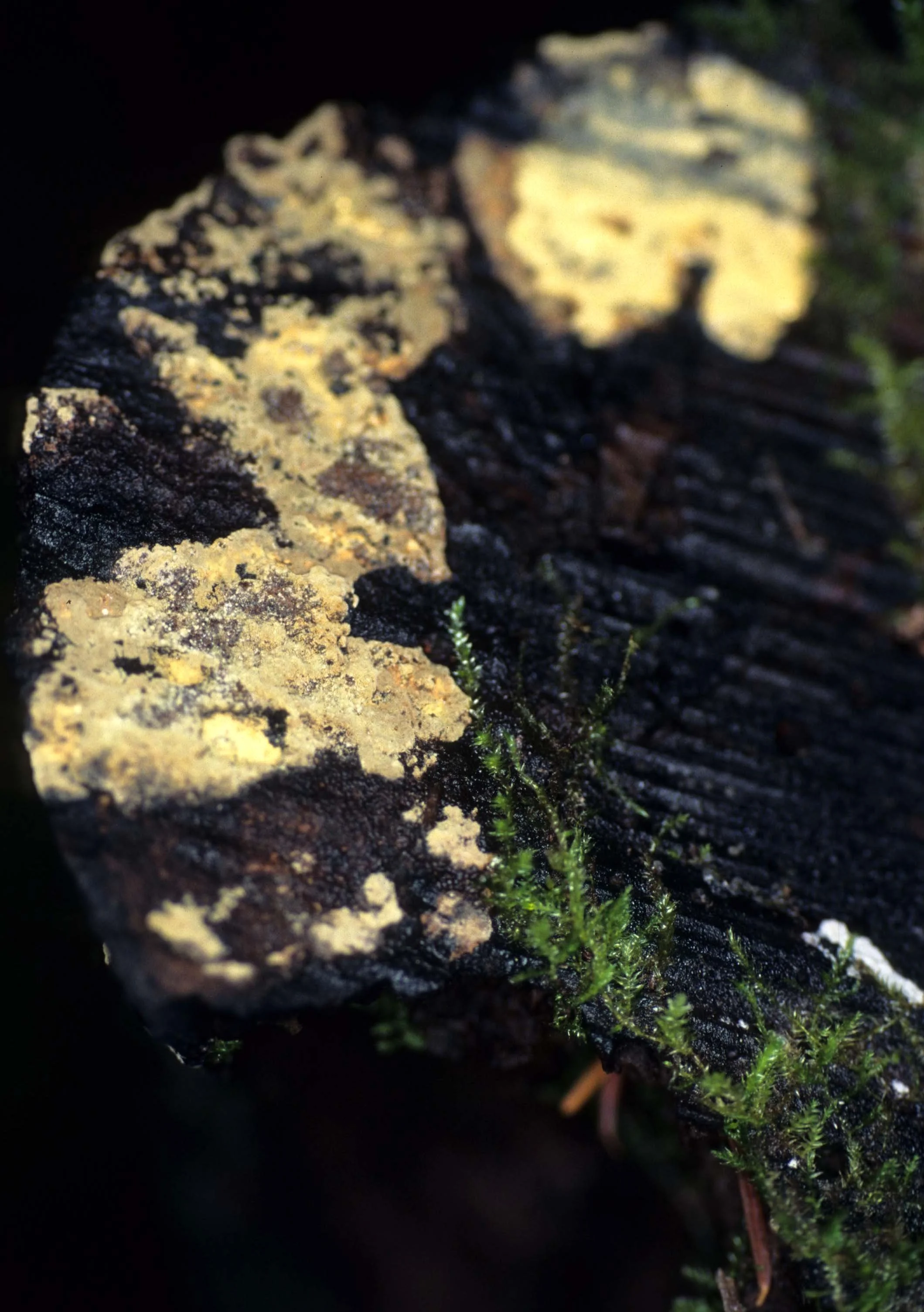 CALIFORNIA - POINT REYES - FUNGUS SPECIES.jpg