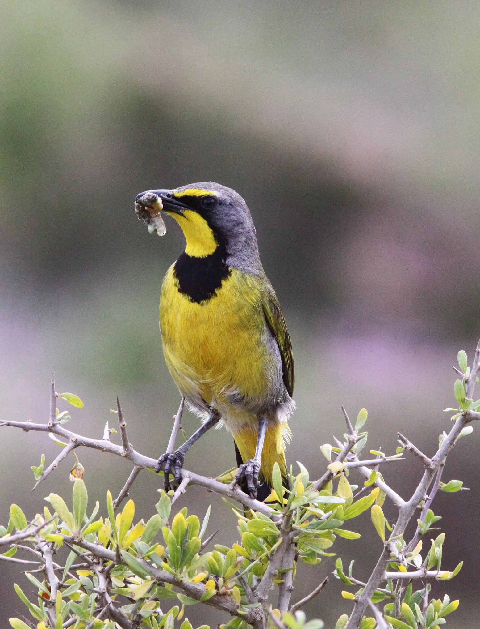 Bokmakierie (Telophorus zeylonus) West Coast NP South Africa (5).JPG