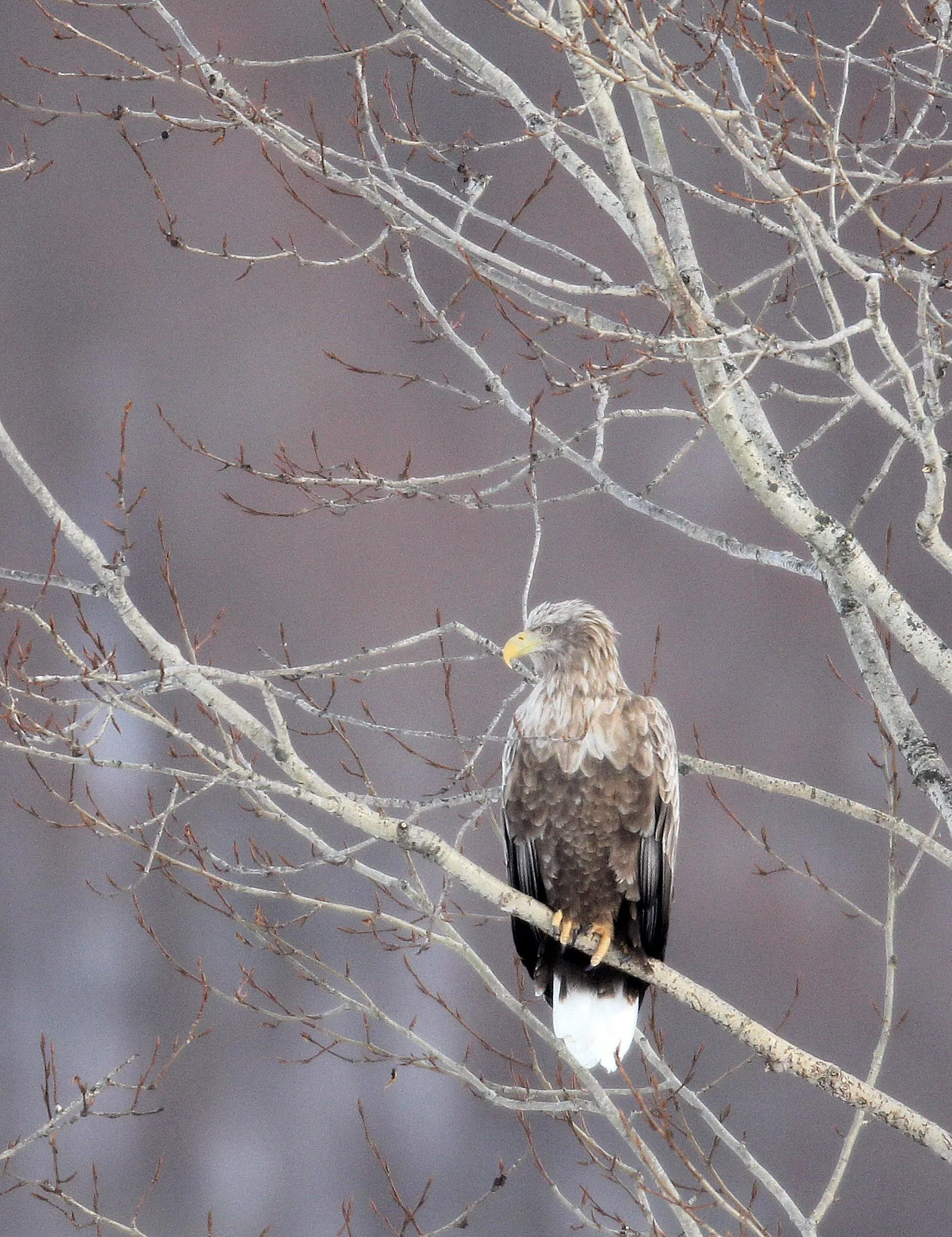 Haliaeetus albicilla - WHITE-TAILED EAGLE - AKAN INTERNATIONAL CRANE CENTER - HOKKAIDO JAPAN (72).JPG