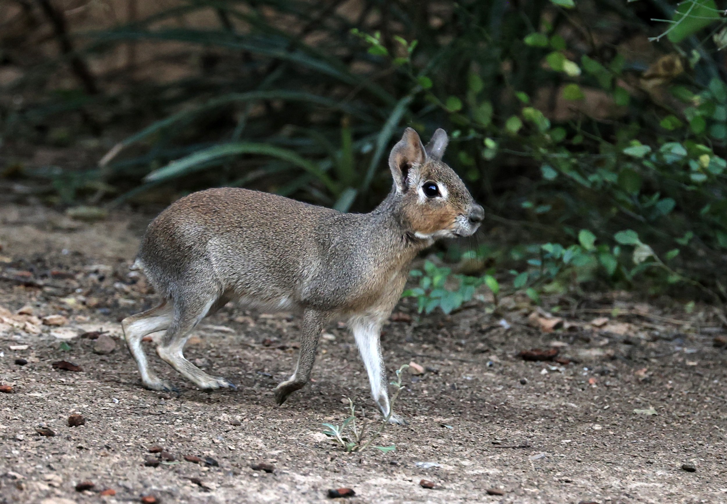 Chacoan Mara (Dolichotis salinicola) Hotel Campestre Iparoma Paraguay (25).jpg