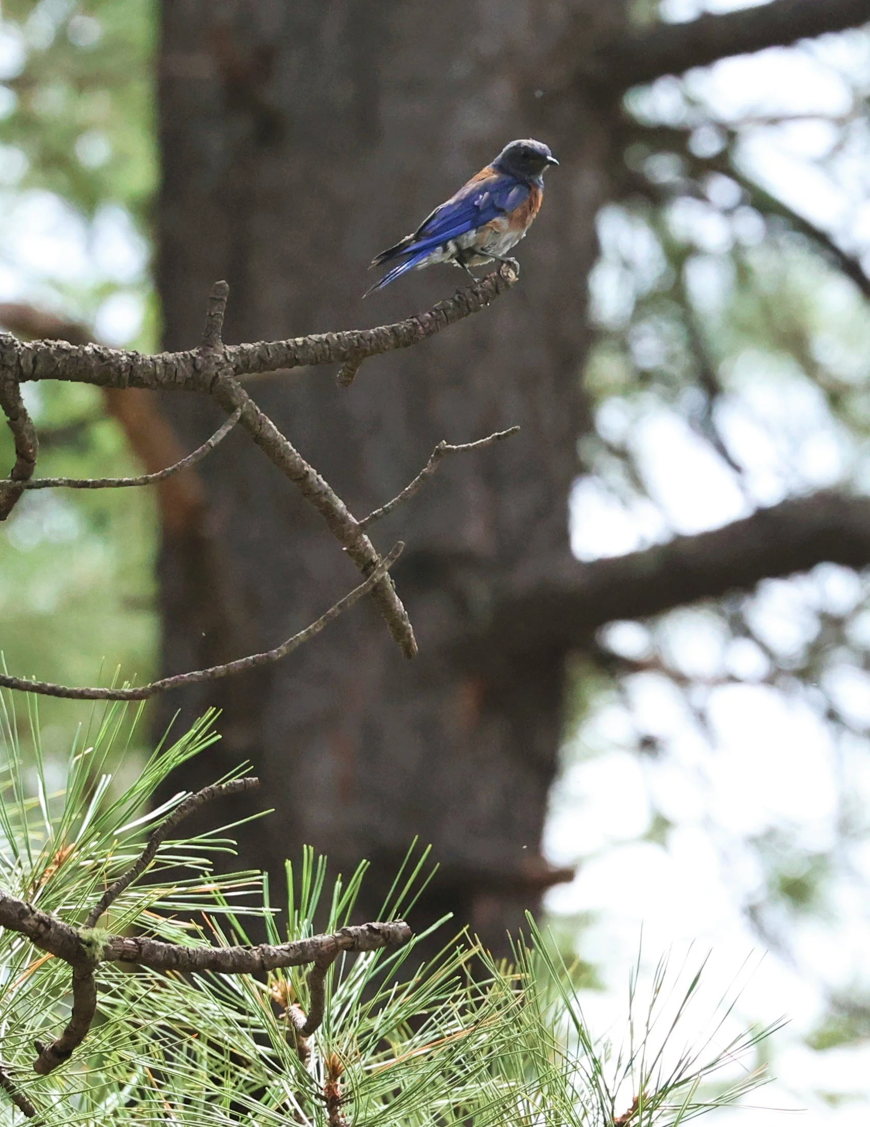 Western Bluebird (Sialia mexicana) Flagstaff Arboretum Arizona (11).jpg