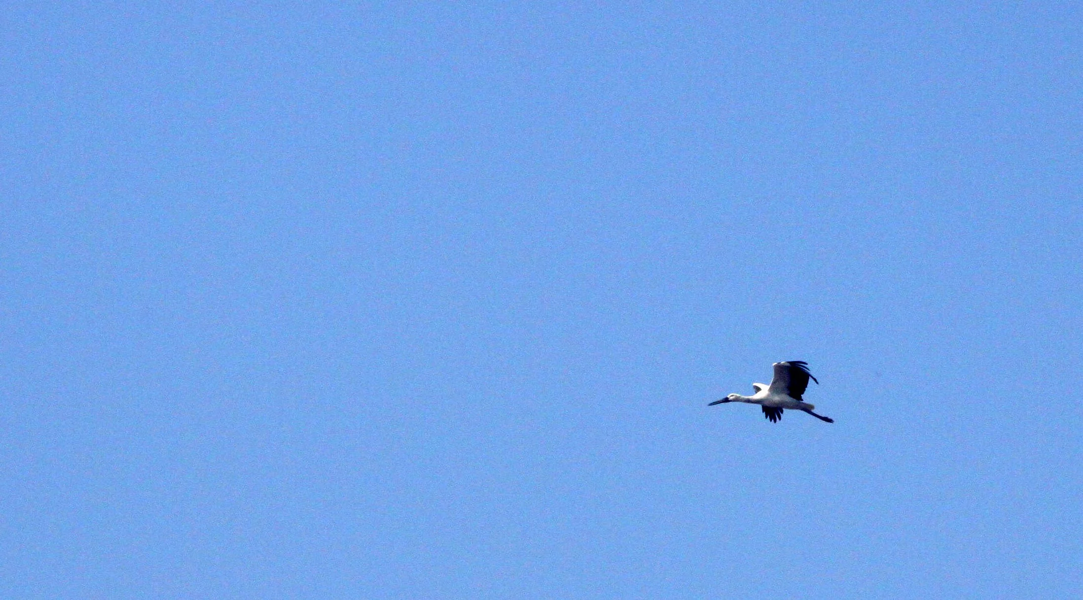STORK - ORIENTAL STORK - Ciconia boyciana - NANJI HILL RESERVE - POYANG LAKE, JIANGXI PROVINCE, CHINA (25).JPG