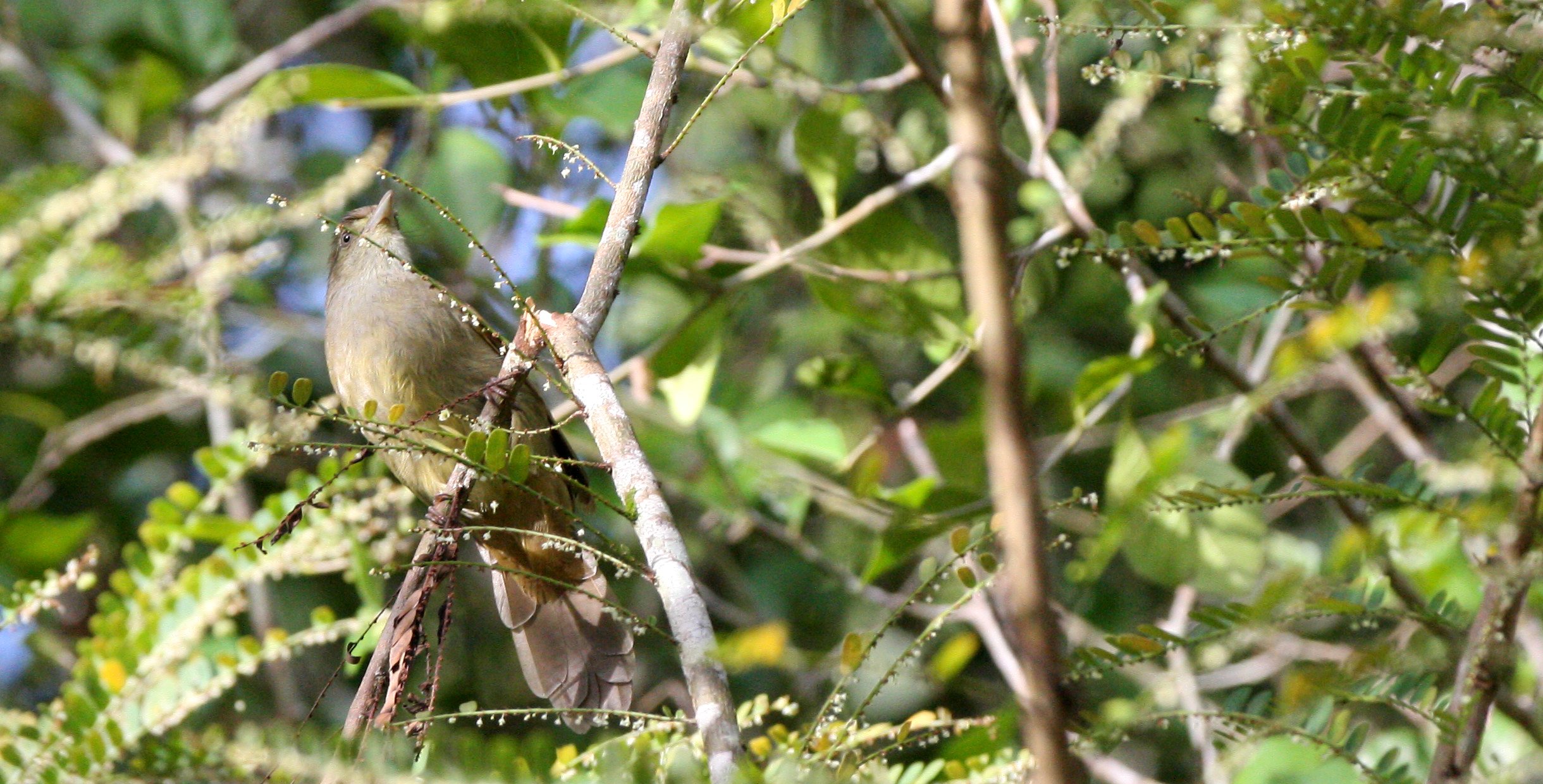 BULBUL - GREY-EYED BULBUL - Iole propinqua - KAENG KRACHAN NP THAILAND (1).JPG
