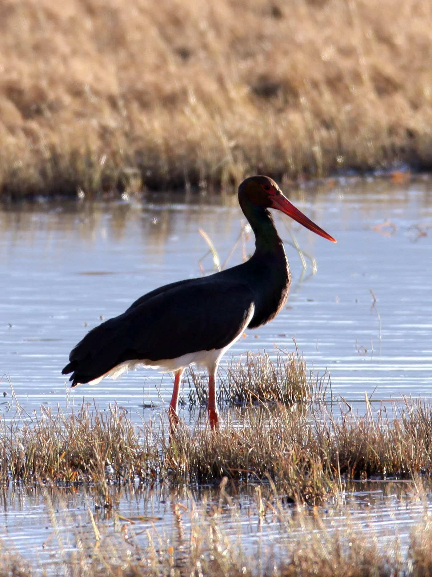 STORK - BLACK STORK - Ciconia nigra - NAPAHAI WETLANDS YUNNAN CHINA (20).JPG