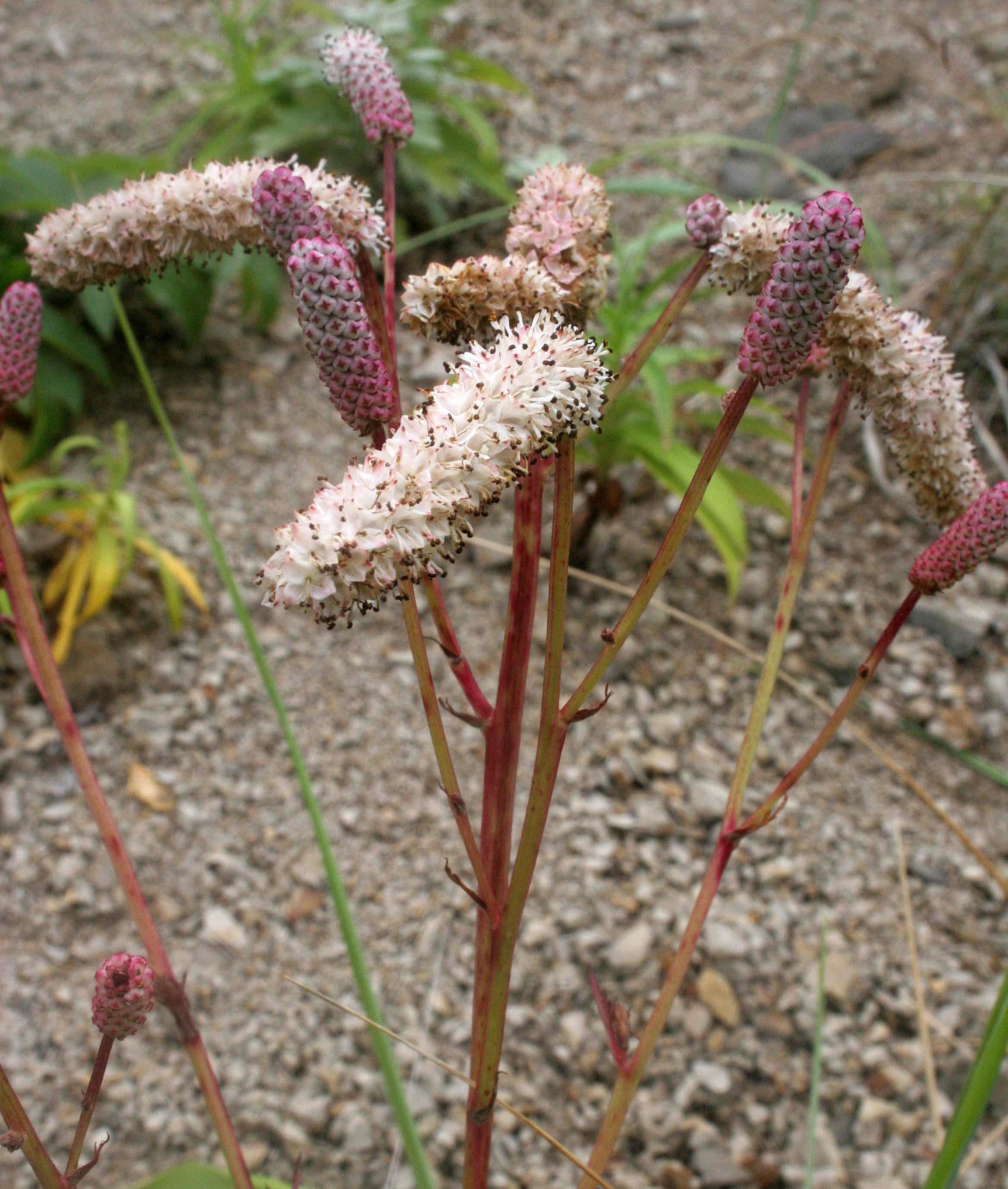 KURIL ISLANDS - FLORA  (80).jpg
