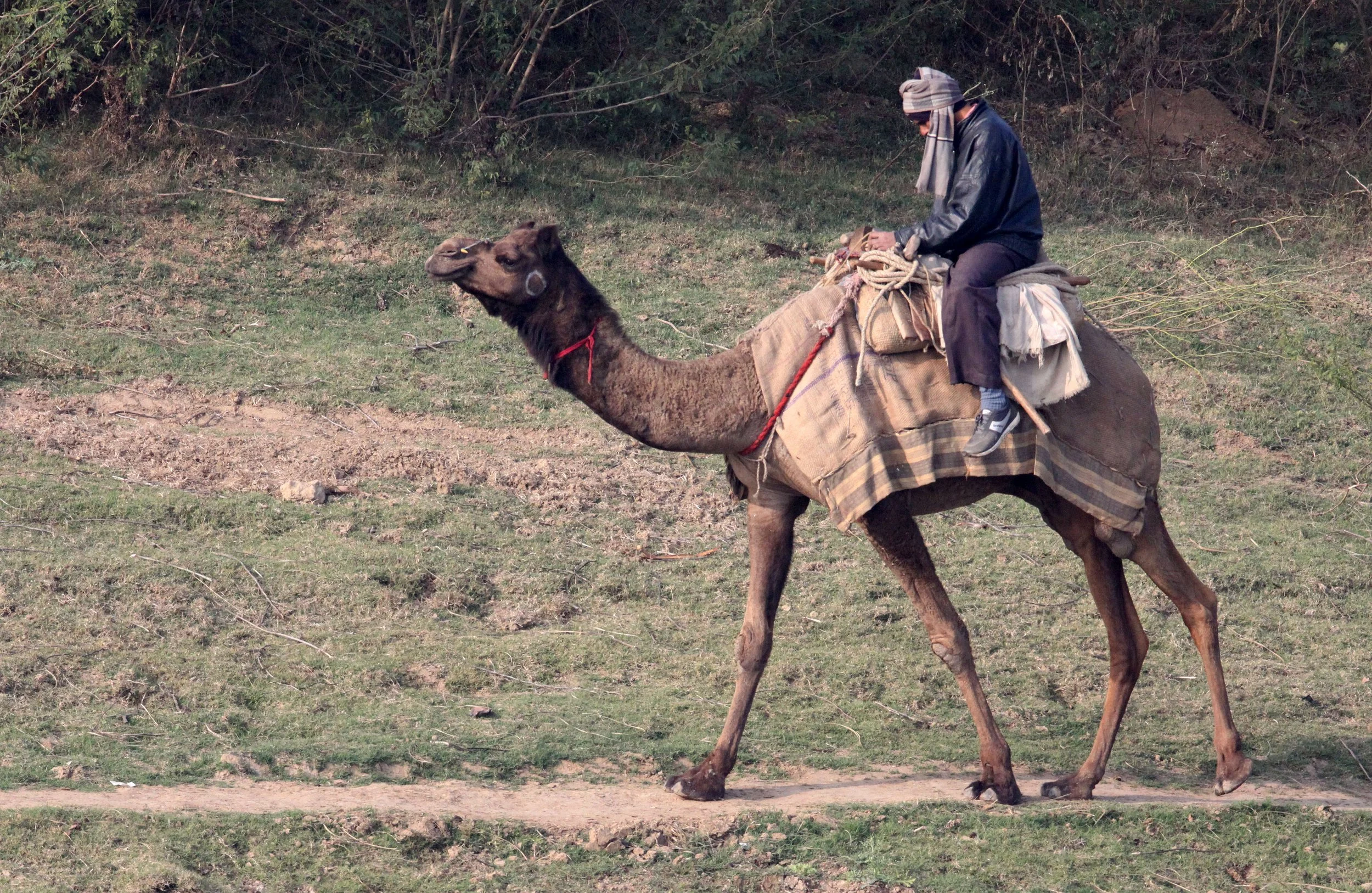 CHAMBAL SANCTUARY INDIA.JPG
