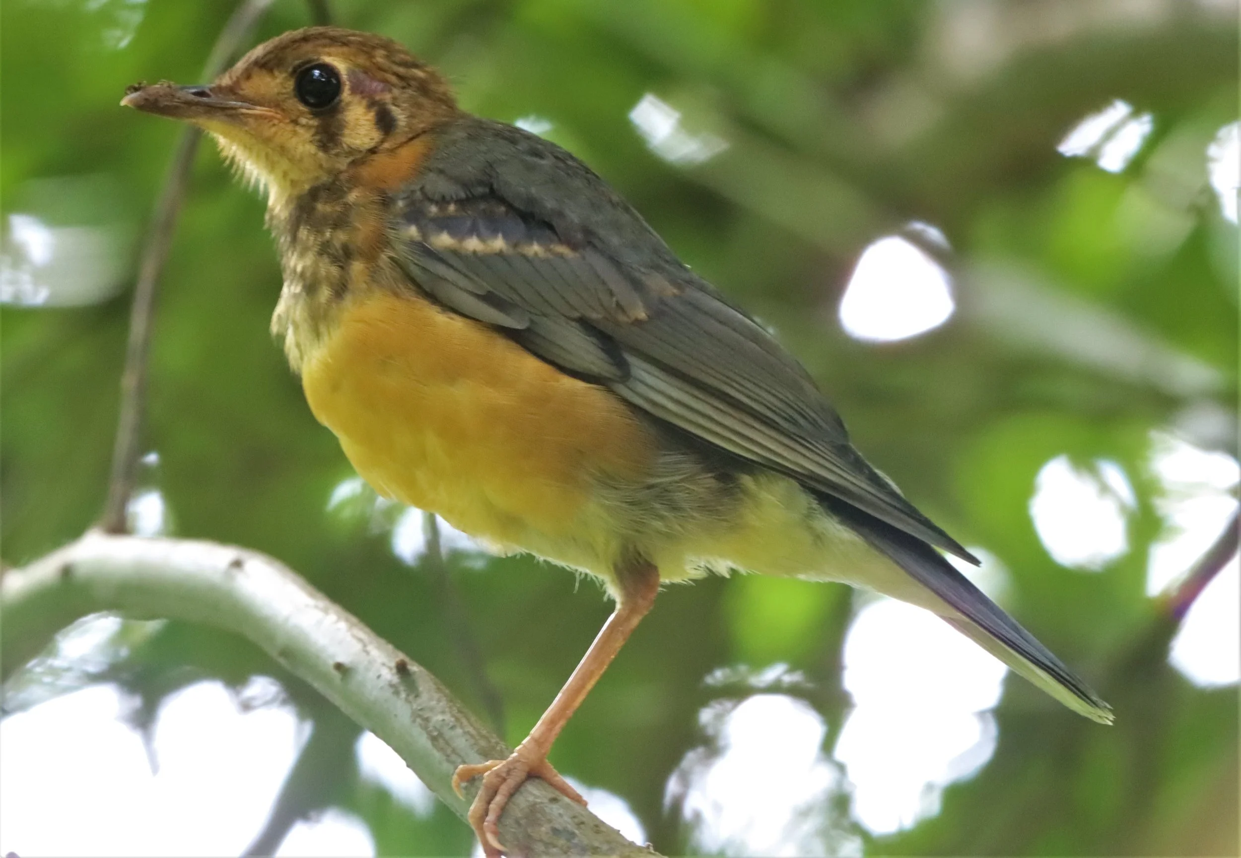 Orange-headed Thrush (Zoothera citrina) Doi Ang Kang Chiang Mai (25).jpg